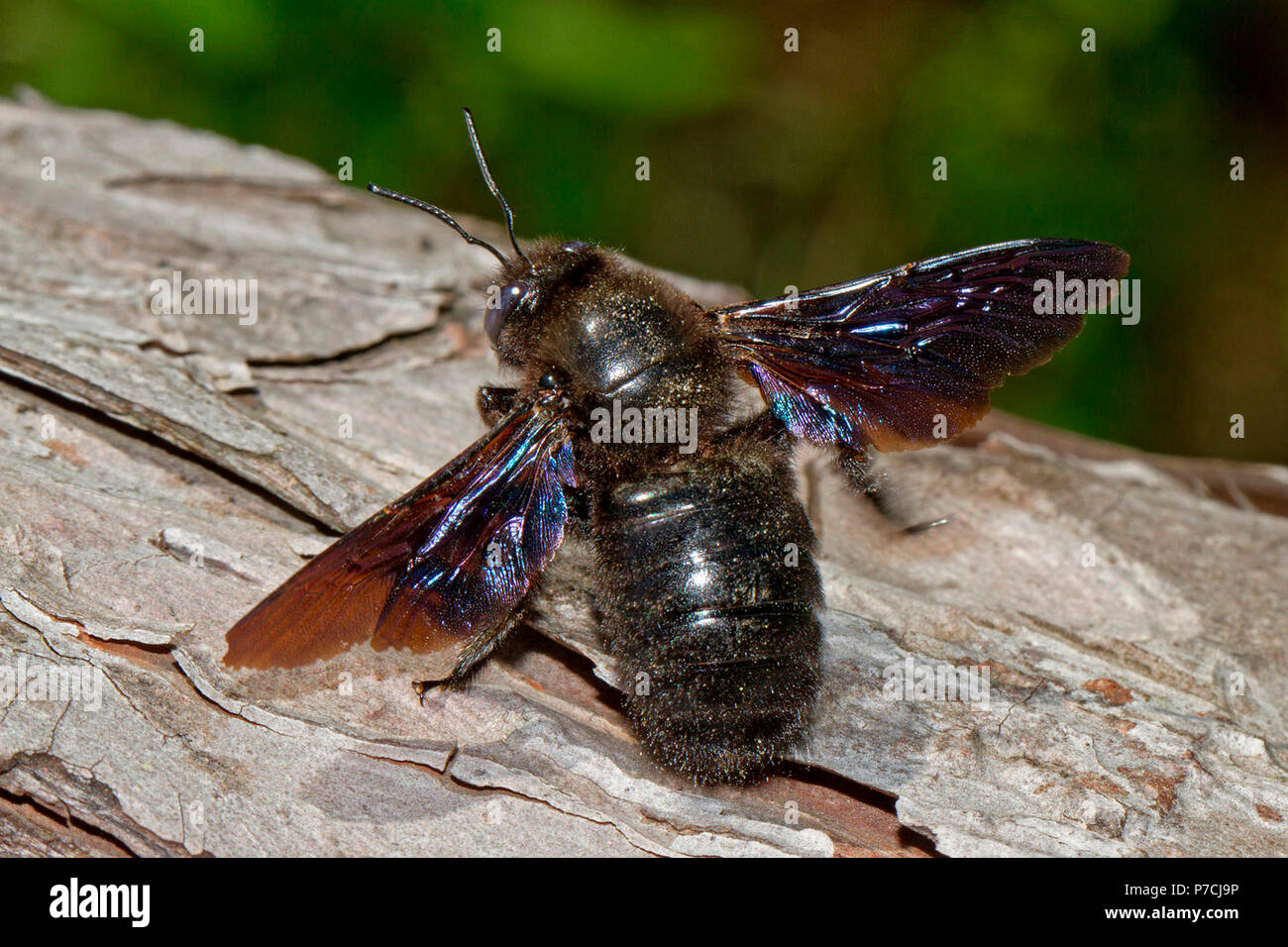 Violet abeille charpentière (Xylocopa violacea), Banque D'Images