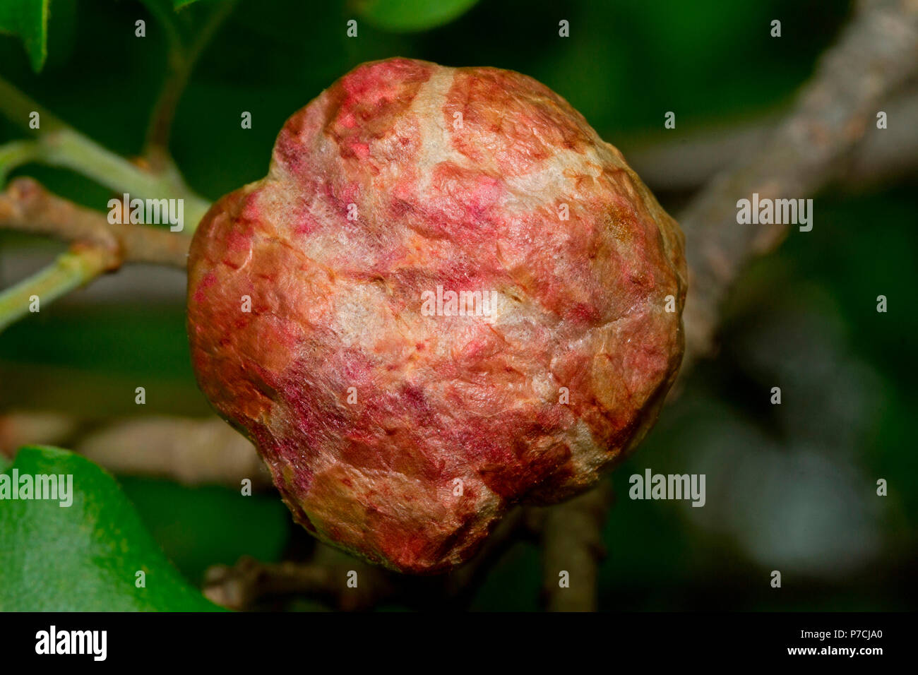 Pommes de chêne, chêne gall, wasp (Biorhiza pallida) Banque D'Images