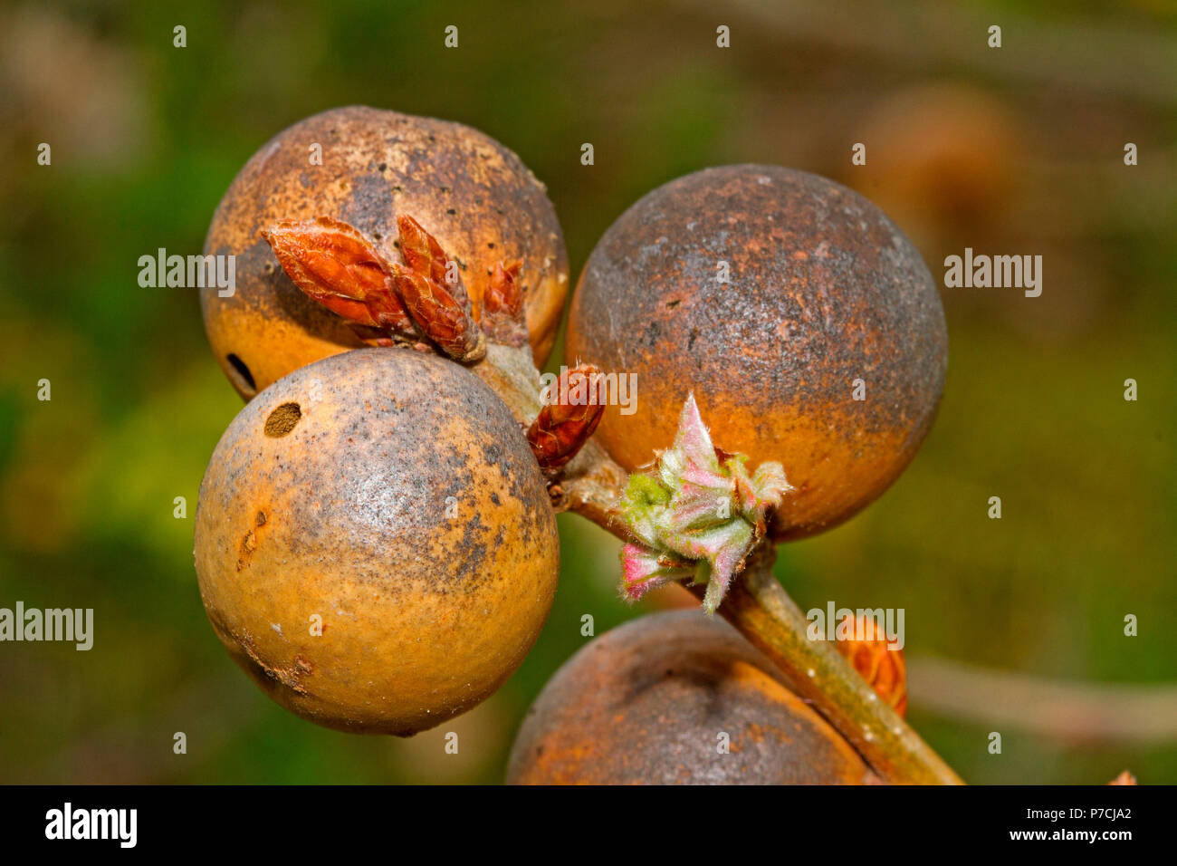 Pommes de chêne, chêne gall, wasp (Biorhiza pallida) Banque D'Images