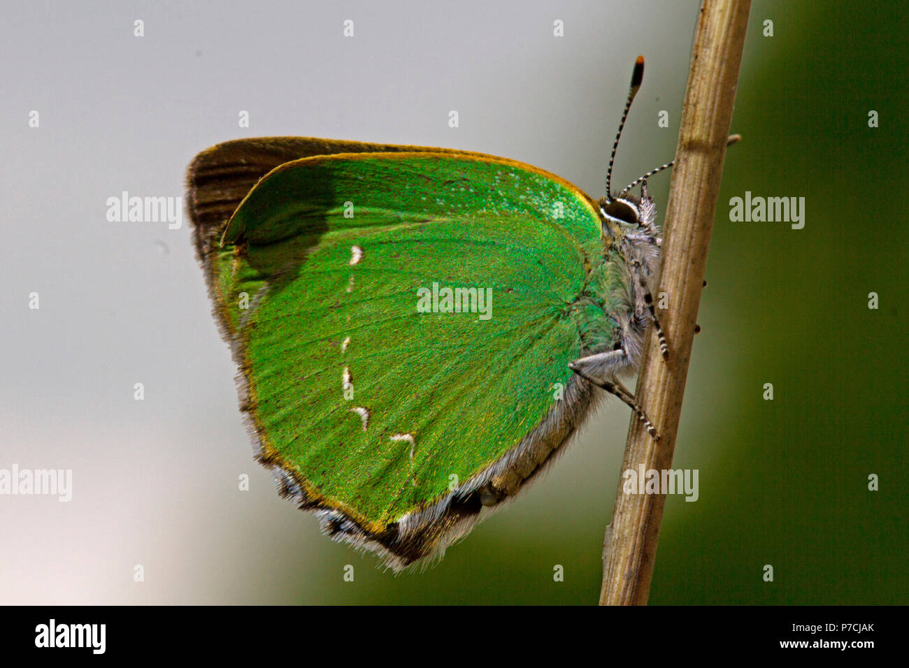 Porte-queue vert (Callophrys rubi), Banque D'Images