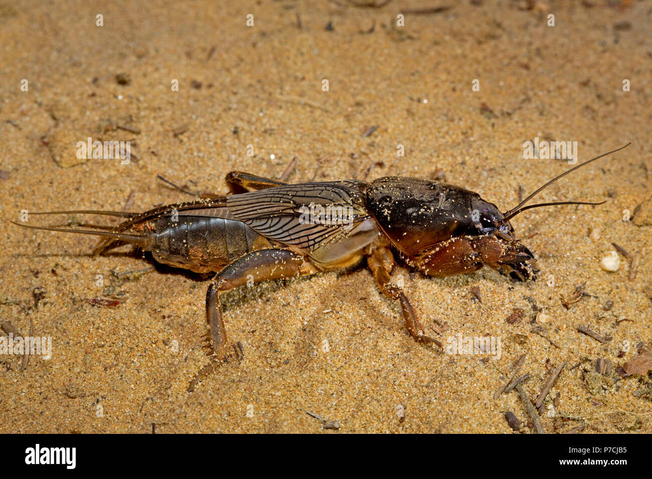Mole cricket gryllotalpa gryllotalpa Banque de photographies et d ...