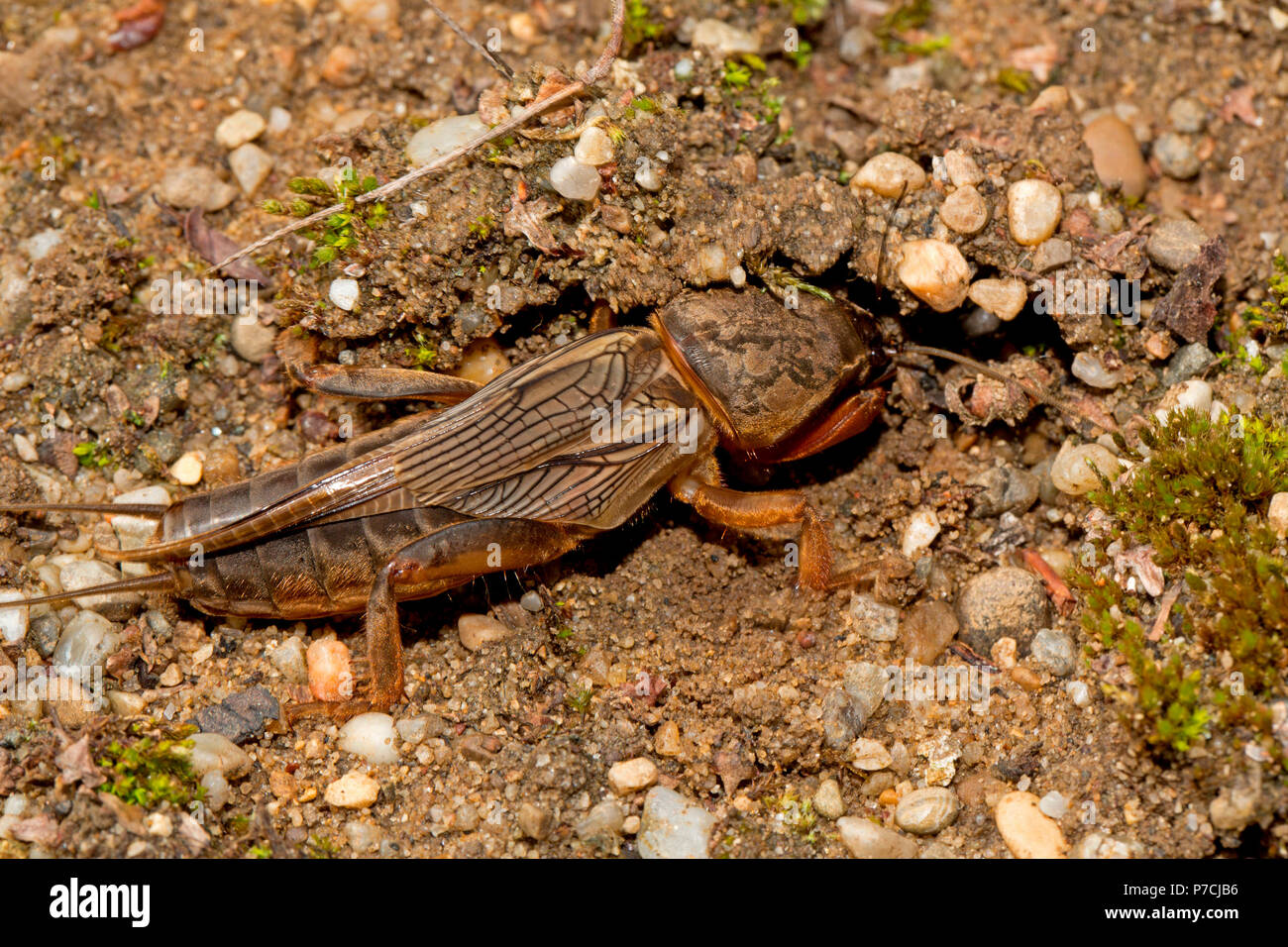 Mole cricket gryllotalpa gryllotalpa Banque de photographies et d ...