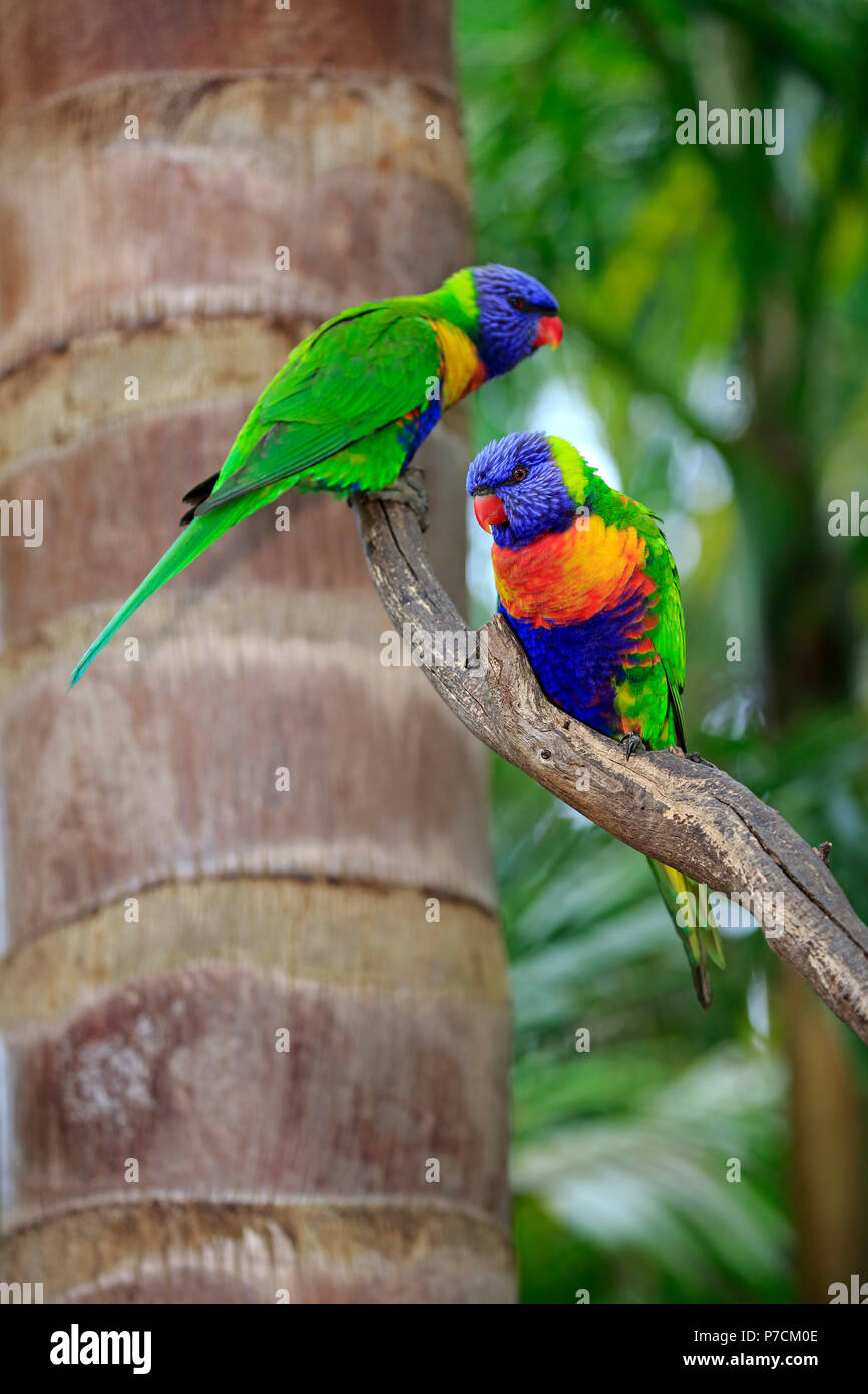 Rainbow Lorikeet, couple sur branch, Cuddly Creek, Australie du Sud, Australie, (Trichoglossus haematodus) Banque D'Images