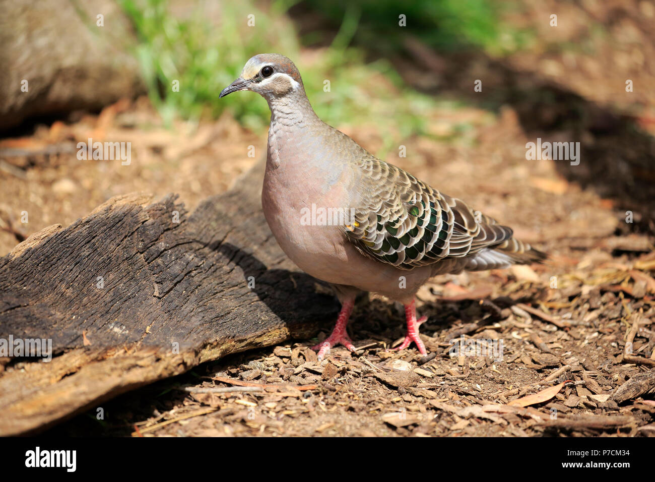 Bronzewing commun, adulte, Mount Lofty, Australie du Sud, Australie, (Phaps chalcoptera) Banque D'Images