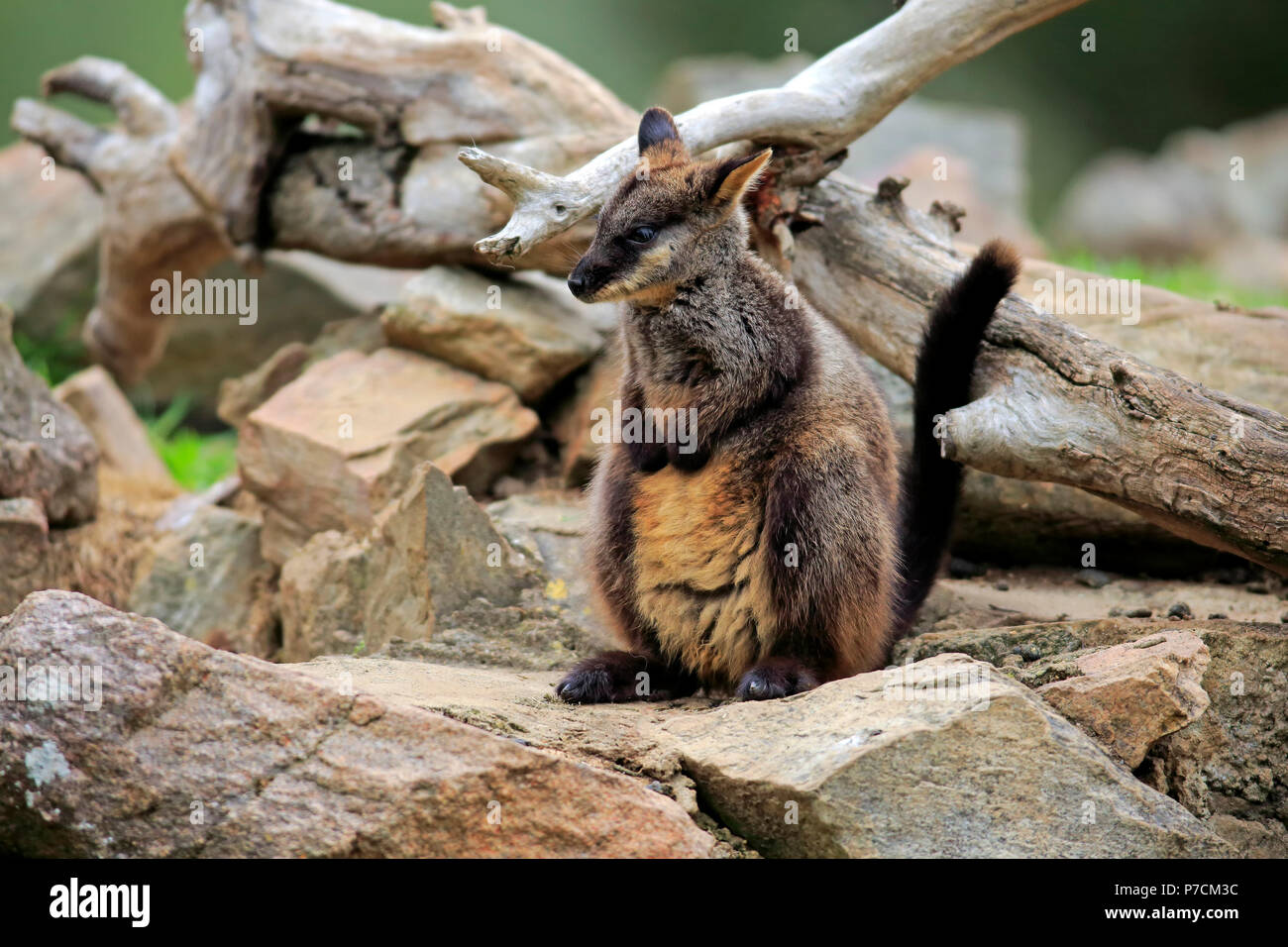 À queue en brosse-rock wallaby, adulte sur rock, New South Wales, Australie, (Petrogale penicillata) Banque D'Images