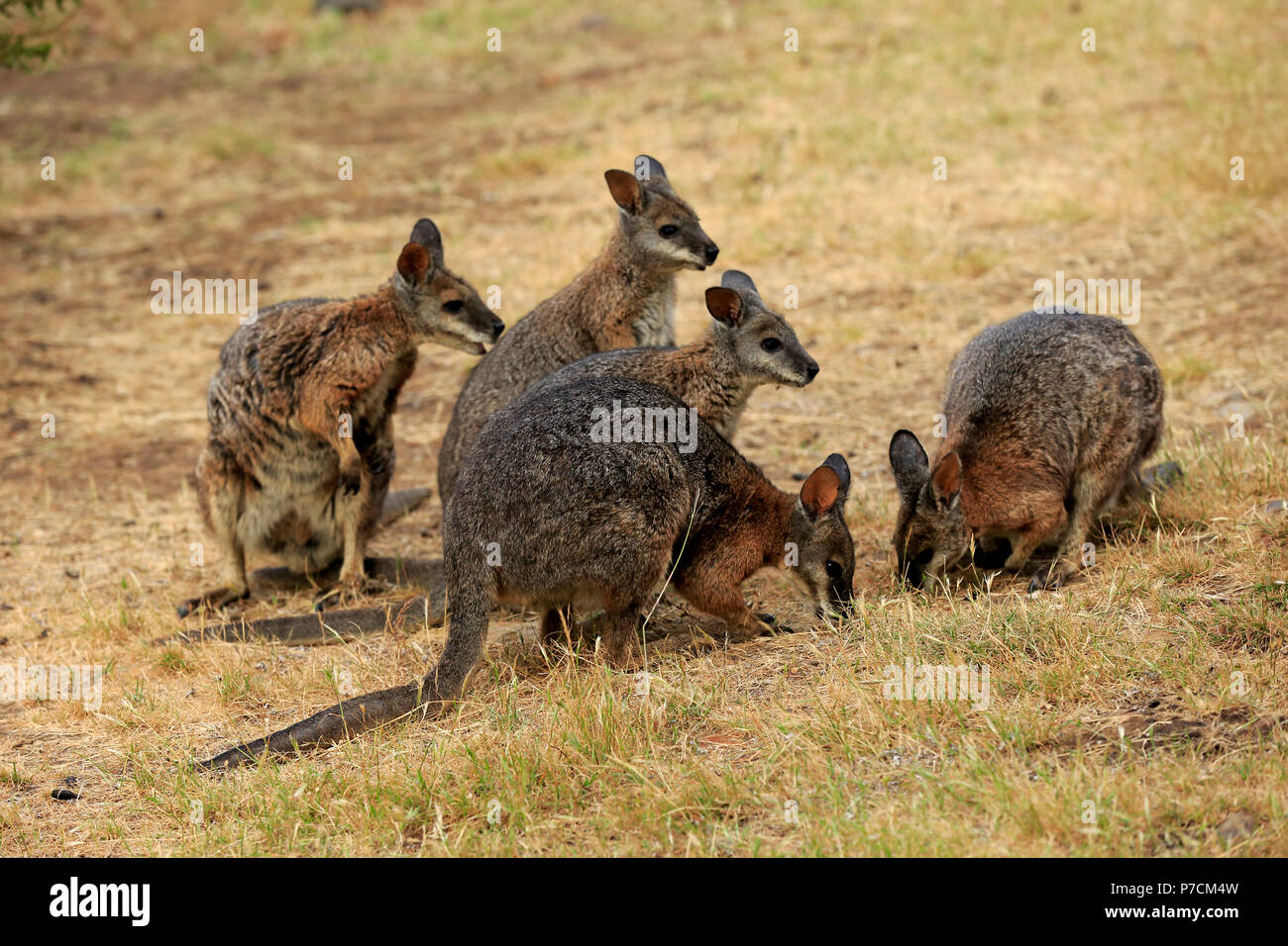 Wallaby Tammar, Dama-Wallaby, groupe d'adultes alimentation, Kangaroo Island, Australie du Sud, Australie, (Macropus eugenii) Banque D'Images