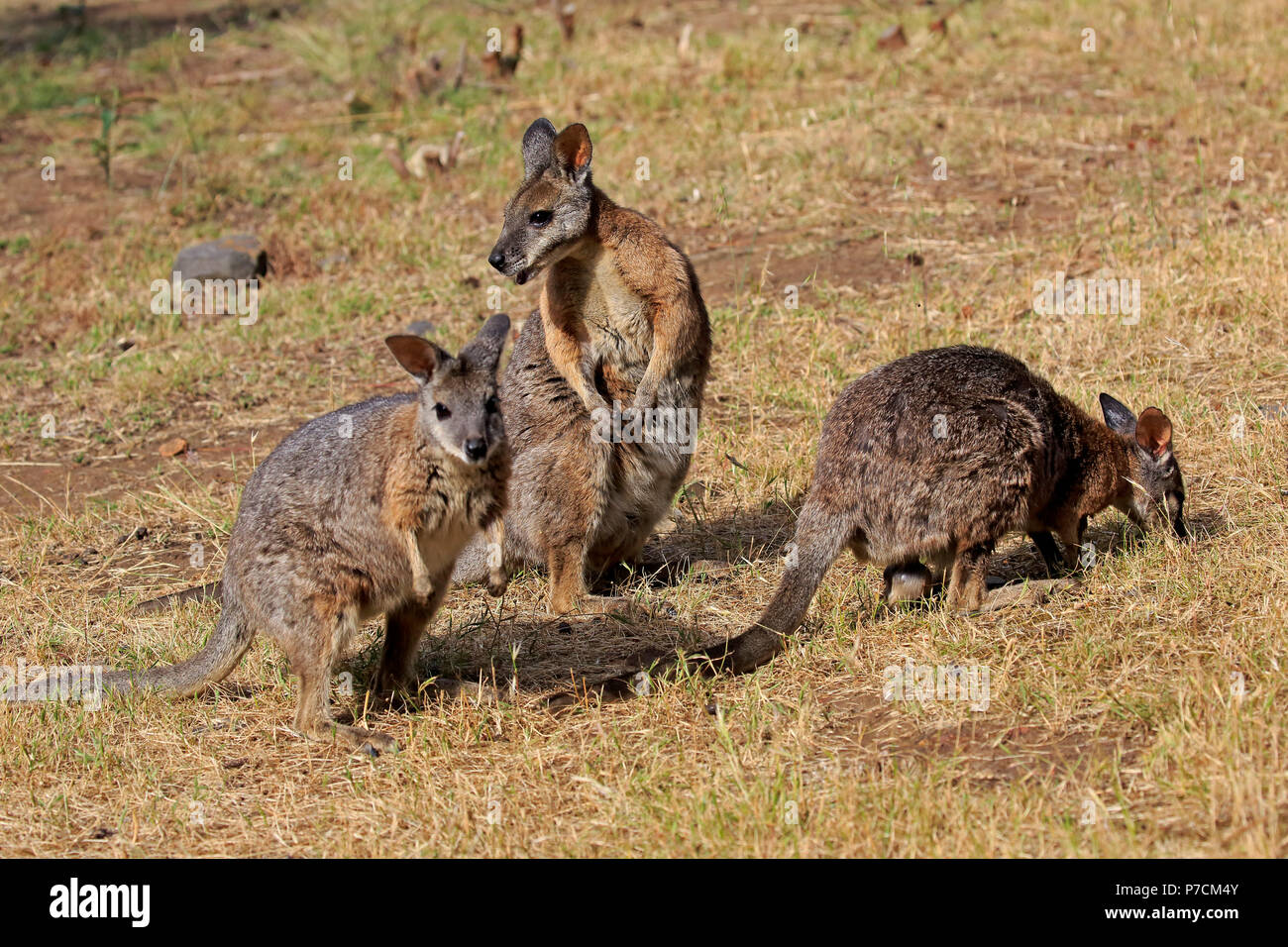 Wallaby Tammar, Dama-Wallaby, groupe d'adultes alimentation, Kangaroo Island, Australie du Sud, Australie, (Macropus eugenii) Banque D'Images
