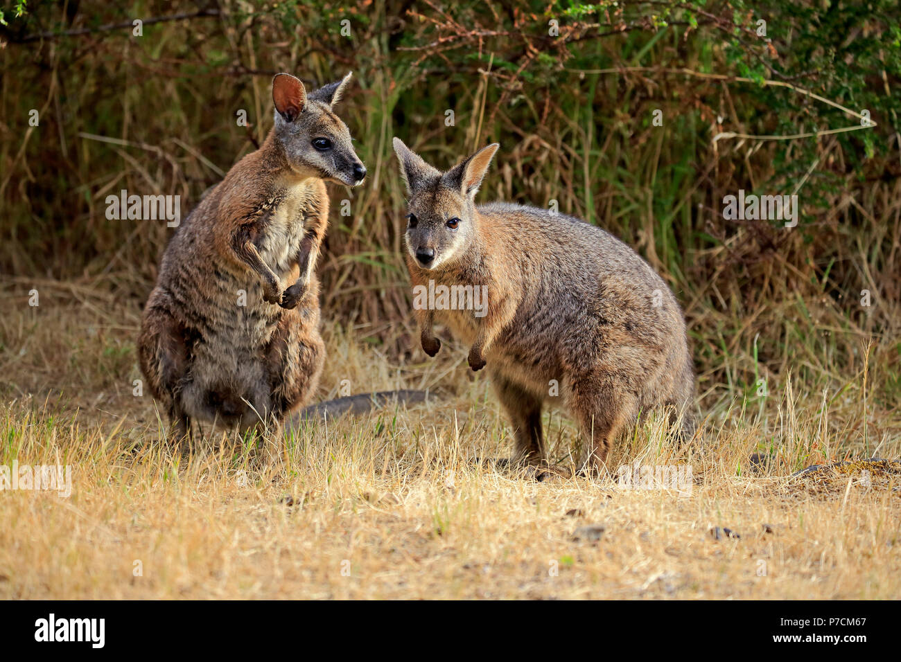 Wallaby Tammar, Dama-Wallaby, deux adultes alerte, Kangaroo Island, Australie du Sud, Australie, (Macropus eugenii) Banque D'Images