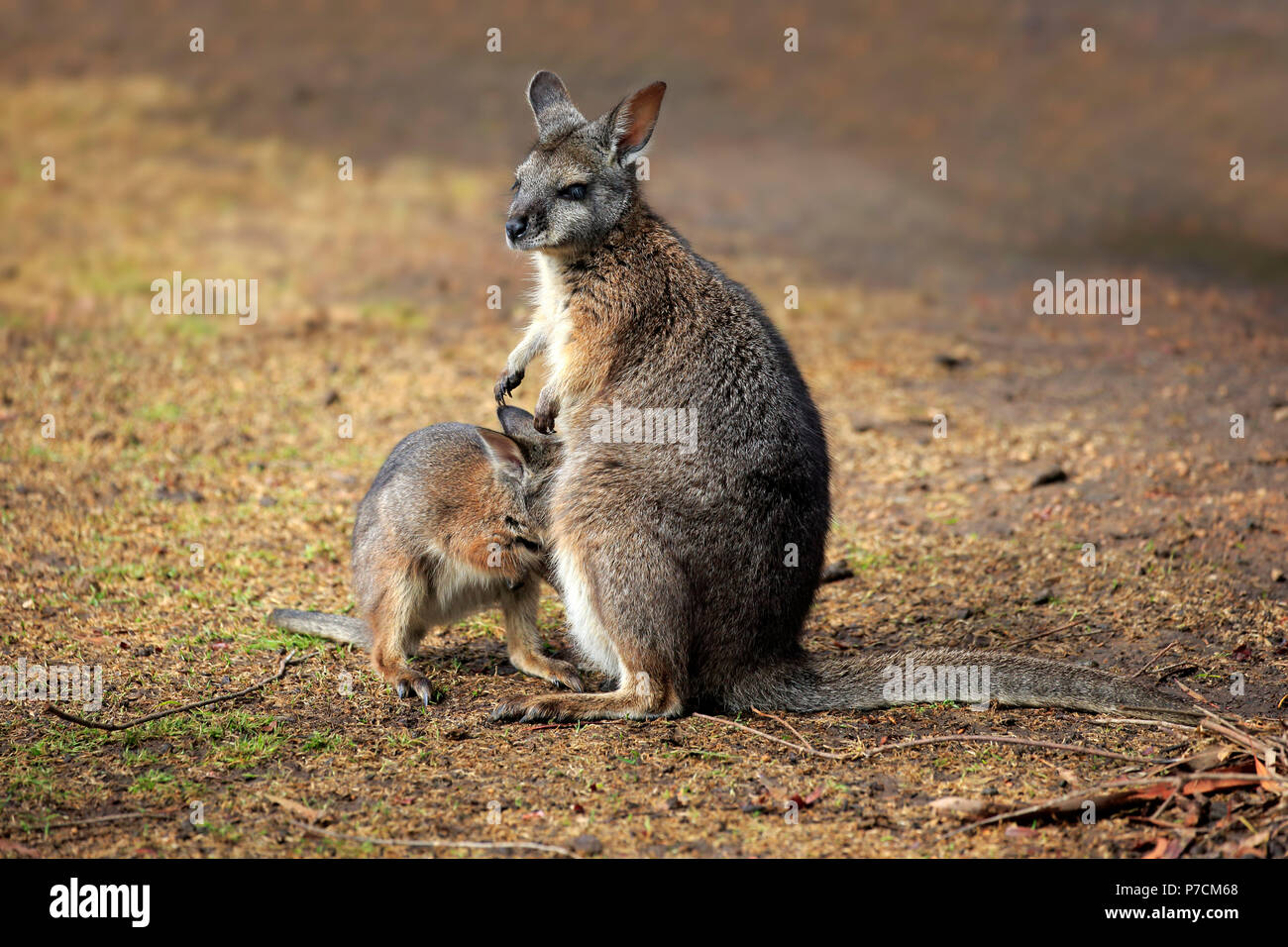 Wallaby Tammar, Dama-Wallaby, avec de jeunes adultes de sexe féminin, Kangaroo Island, Australie du Sud, Australie, (Macropus eugenii) Banque D'Images