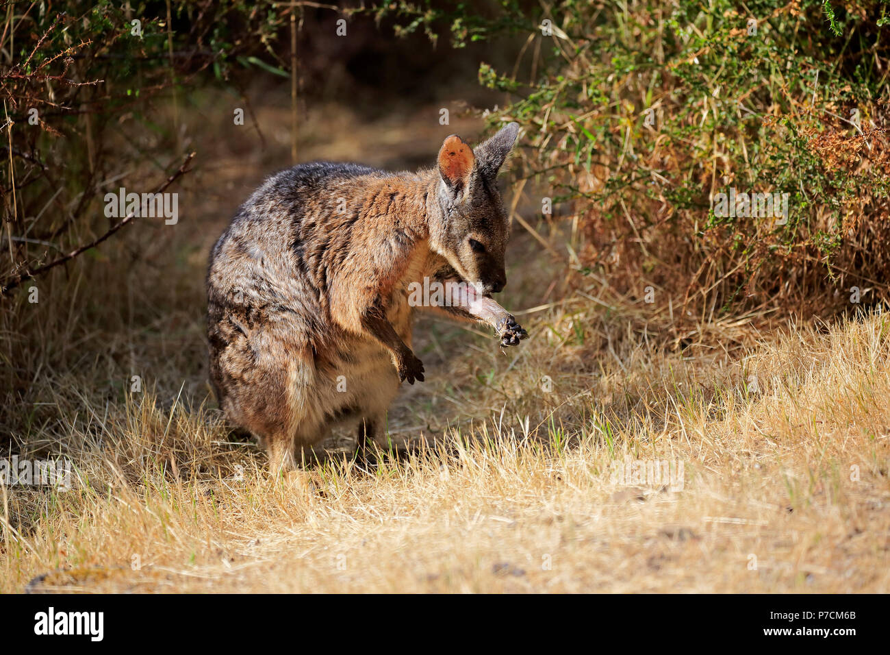 Wallaby Tammar, Dama-Wallaby, adulte, Kangaroo Island, Australie du Sud, Australie, (Macropus eugenii) Banque D'Images