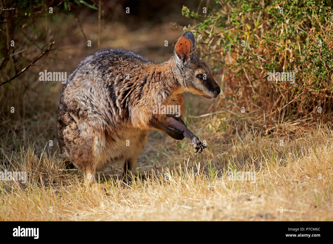 Wallaby Tammar, Dama-Wallaby, adulte, Kangaroo Island, Australie du Sud, Australie, (Macropus eugenii) Banque D'Images