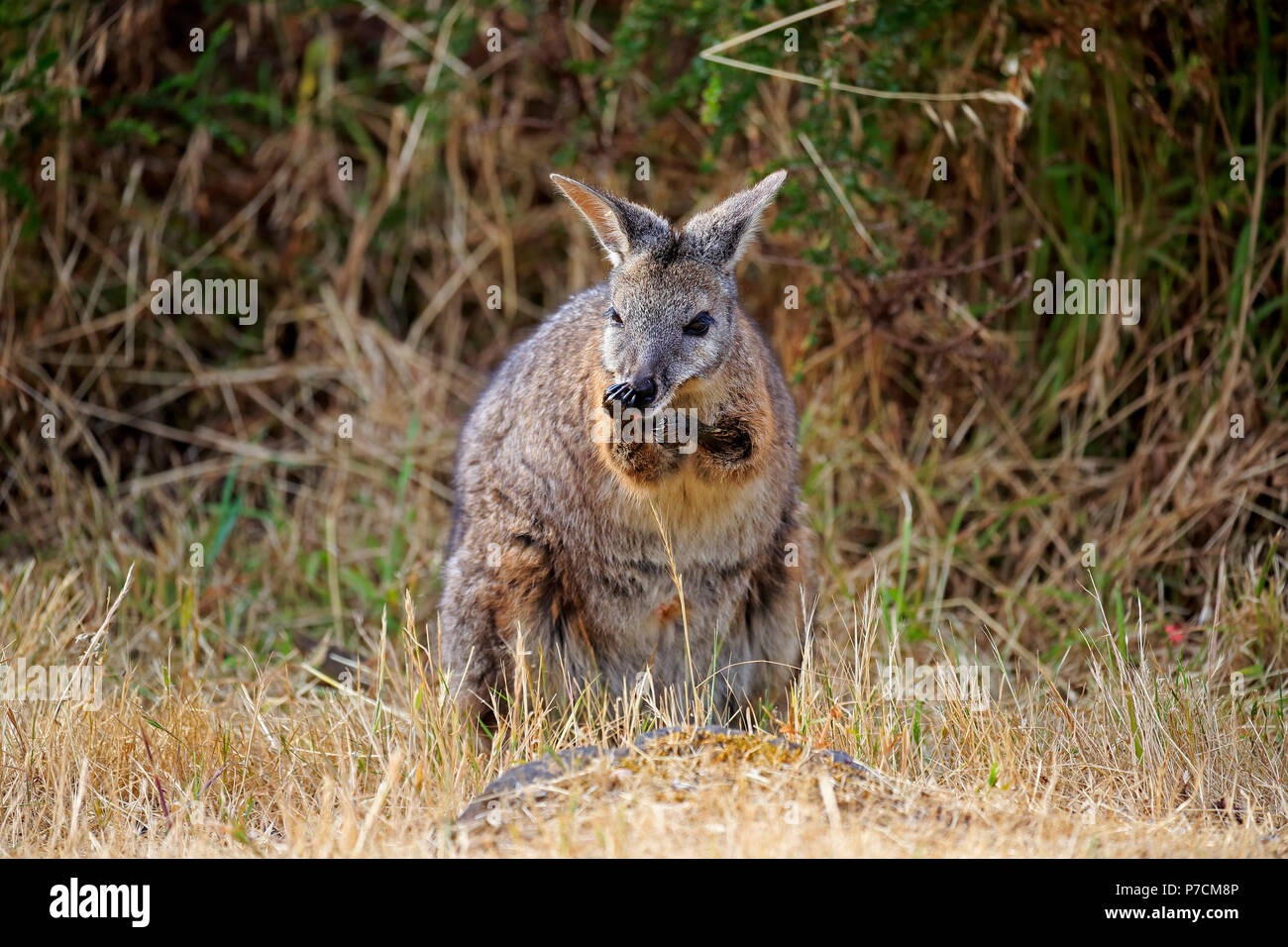 Wallaby Tammar, Dama-Wallaby, alimentation adultes, Kangaroo Island, Australie du Sud, Australie, (Macropus eugenii) Banque D'Images