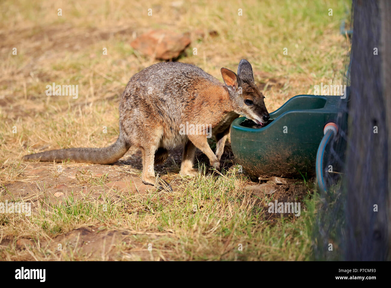 Wallaby Tammar, Dama-Wallaby, des profils d'alcool au point d'eau, Kangaroo Island, Australie du Sud, Australie, (Macropus eugenii) Banque D'Images