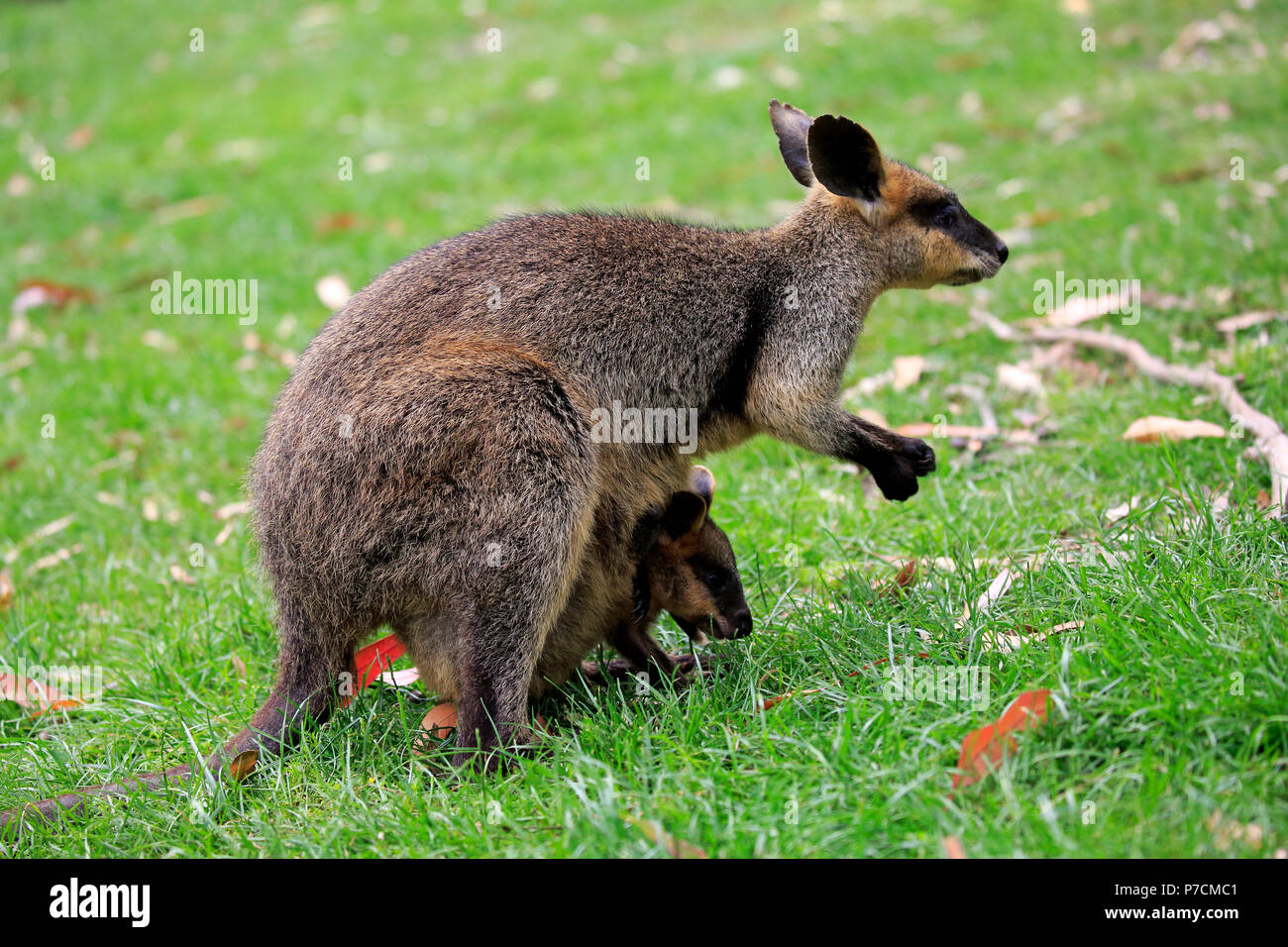 Wallaby agile, femme avec Joey dans l'alimentation, de mignons pochette Creek, Australie du Sud, Australie, (Macropus agilis) Banque D'Images