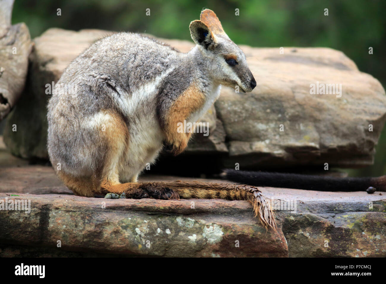 Yellow-footed Rock Wallaby, adulte sur rock, South Australia, Australie, (Petrogale xanthopus) Banque D'Images