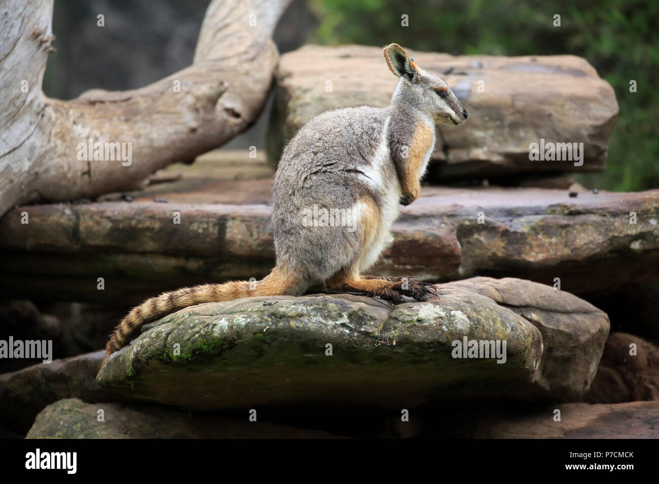 Yellow-footed Rock Wallaby, adulte sur rock, South Australia, Australie, (Petrogale xanthopus) Banque D'Images