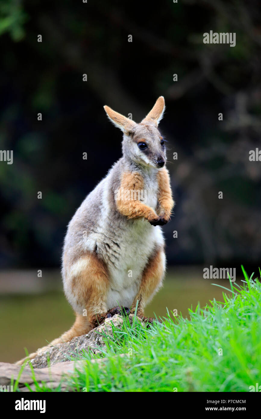 Yellow-footed Rock Wallaby, adulte sur rock, South Australia, Australie, (Petrogale xanthopus) Banque D'Images