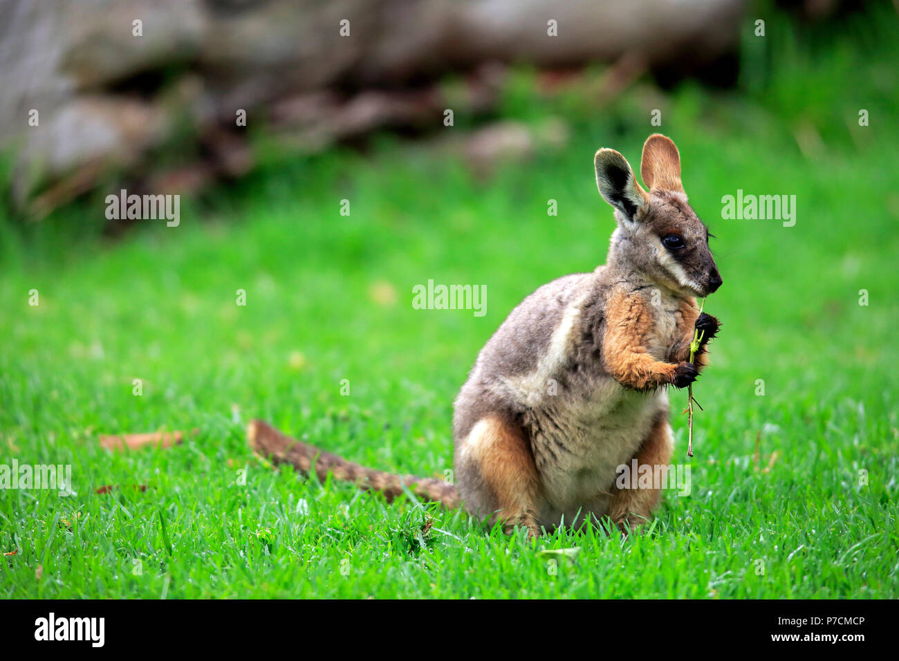 Yellow-footed Rock Wallaby, des profils d'alimentation, de l'Australie du Sud, Australie, (Petrogale xanthopus) Banque D'Images