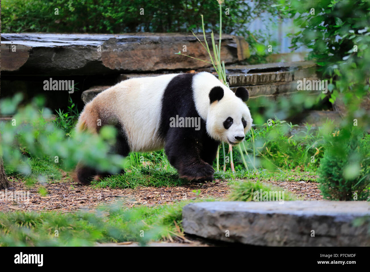 Le Panda Géant, à quelques adultes, Adélaïde, Australie du Sud, Australie, (Ailuropoda melanoleuca) Banque D'Images