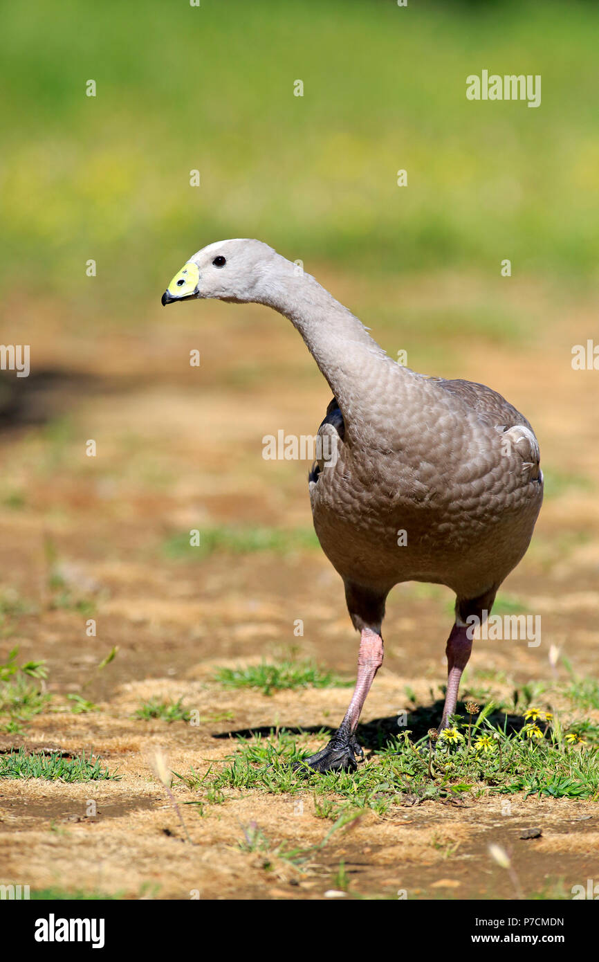 Oies de Cape Barren, adulte sur le pré, Mount Lofty, Australie du Sud, Australie, (Cereopsis novaehollandiae) Banque D'Images