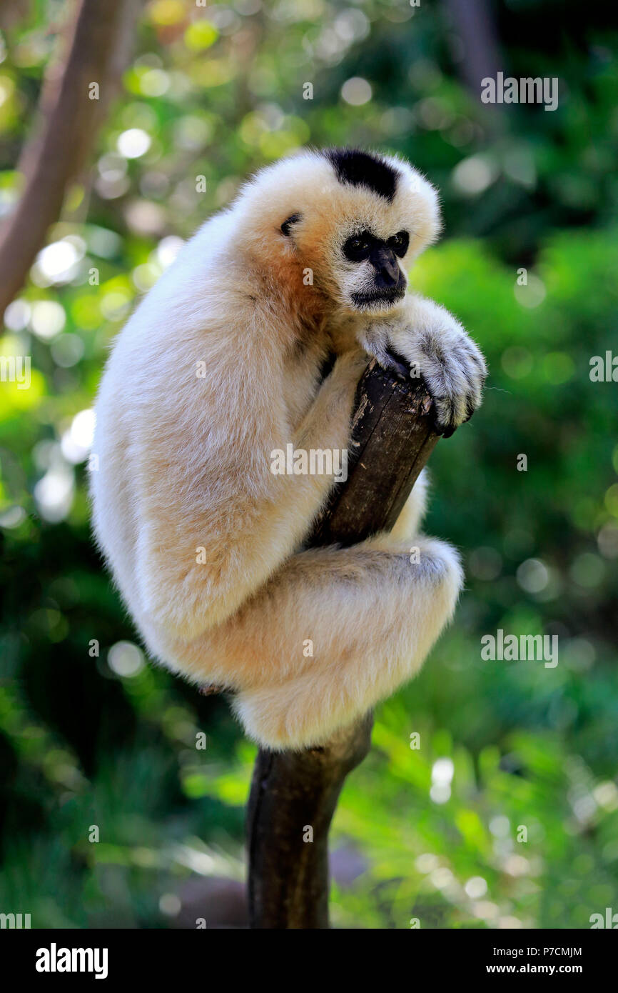 Le nord de l'White-Cheeked Gibbon, femme adulte sur arbre, Vietnam, Asie, (Nomascus leucogenys) Banque D'Images