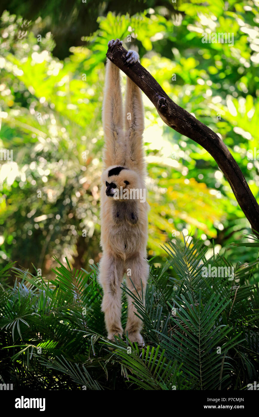 Le nord de l'White-Cheeked Gibbon, femelle adulte accroché sur arbre, Vietnam, Asie, (Nomascus leucogenys) Banque D'Images