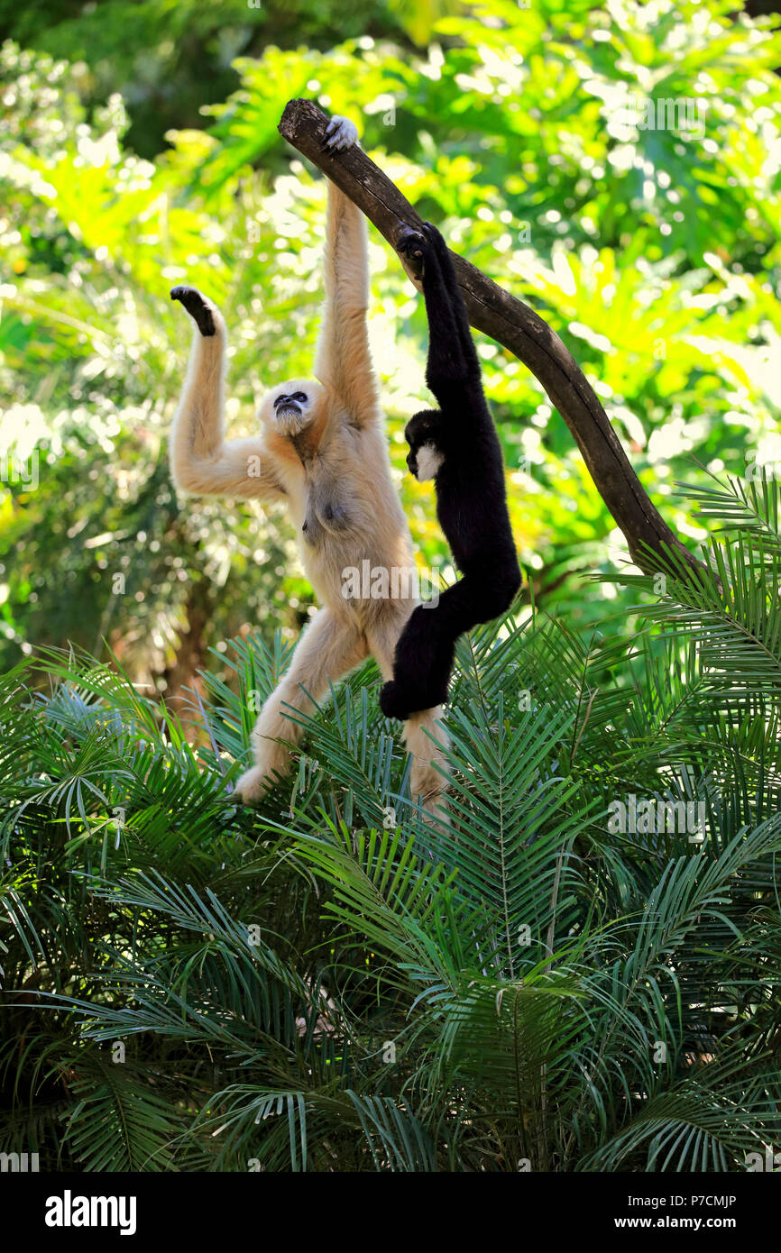 Le nord de l'White-Cheeked Gibbon, avec de jeunes femmes adultes hanging in tree, Vietnam, Asie, (Nomascus leucogenys) Banque D'Images