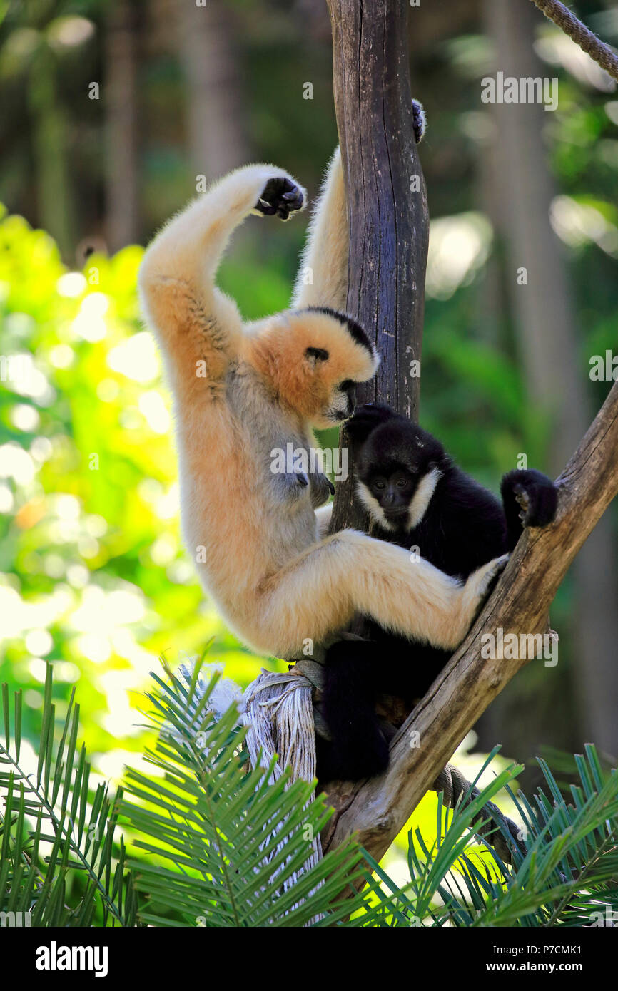 Le nord de l'White-Cheeked Gibbon, avec de jeunes adultes de sexe féminin, behaviuor social Vietnam, Asie, (Nomascus leucogenys) Banque D'Images