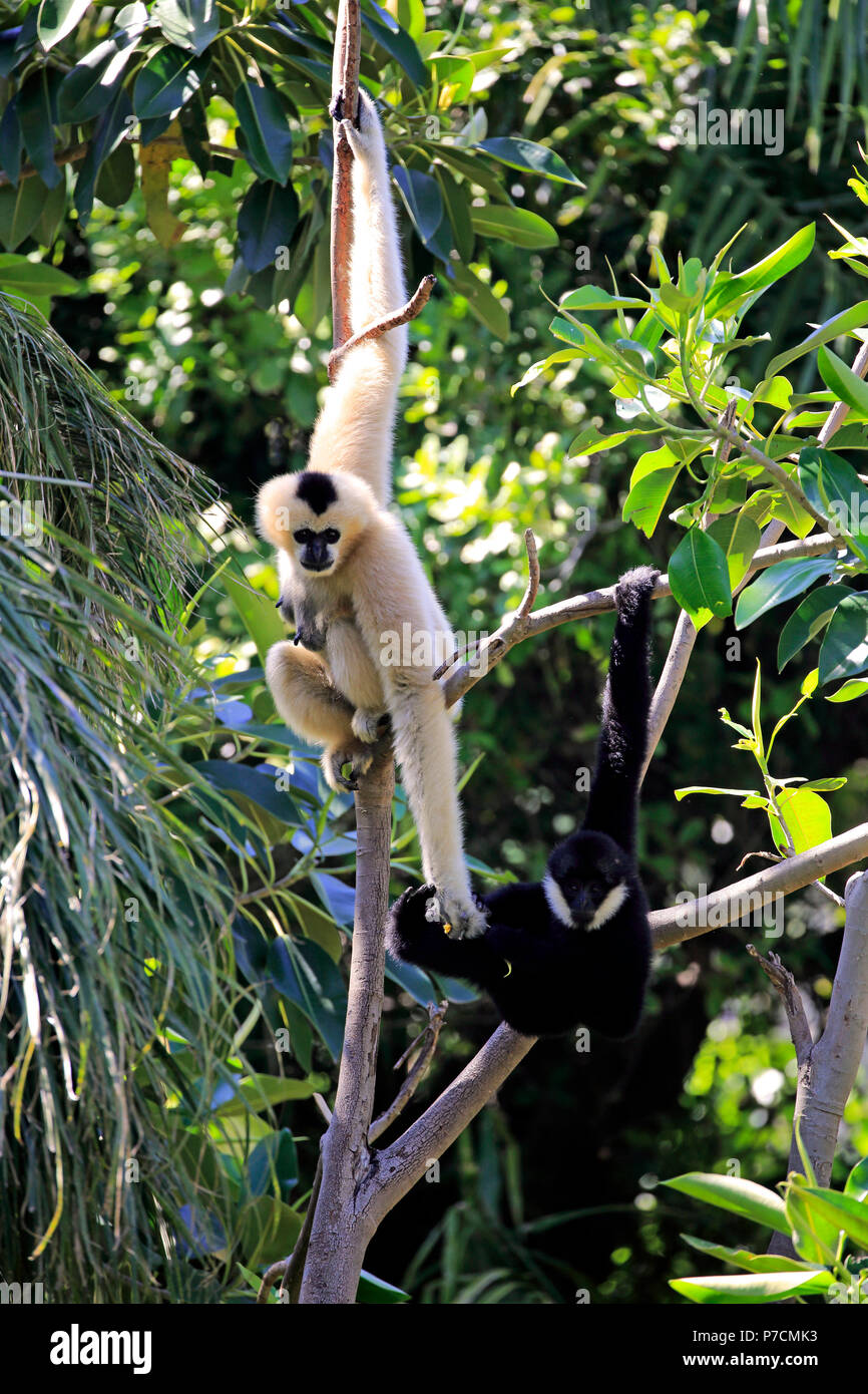 Le nord de l'White-Cheeked Gibbon, avec de jeunes adultes de sexe féminin dans l'arbre à jouer, Vietnam, Asie, (Nomascus leucogenys) Banque D'Images