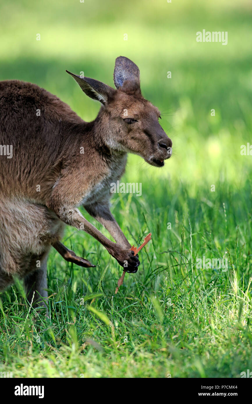 Kangourou gris de l'Est, femme adulte avec l'écorce d'Eucalyptus, Mount Lofty, Australie du Sud, Australie, (Macropus giganteus) Banque D'Images