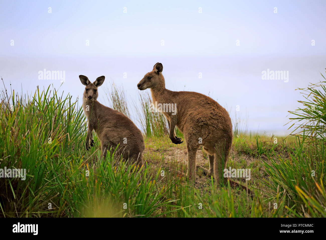 Kangourou gris de l'Est, Couple at beach, plage de Merry, Murramarang Nationalpark, New South Wales, Australie, (Macropus giganteus) Banque D'Images