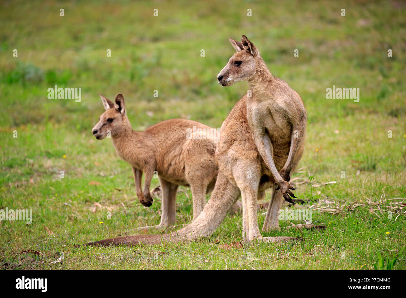 Kangourou gris de l'Est, deux adultes, joyeux, Murramarang Nationalpark, New South Wales, Australie, (Macropus giganteus) Banque D'Images