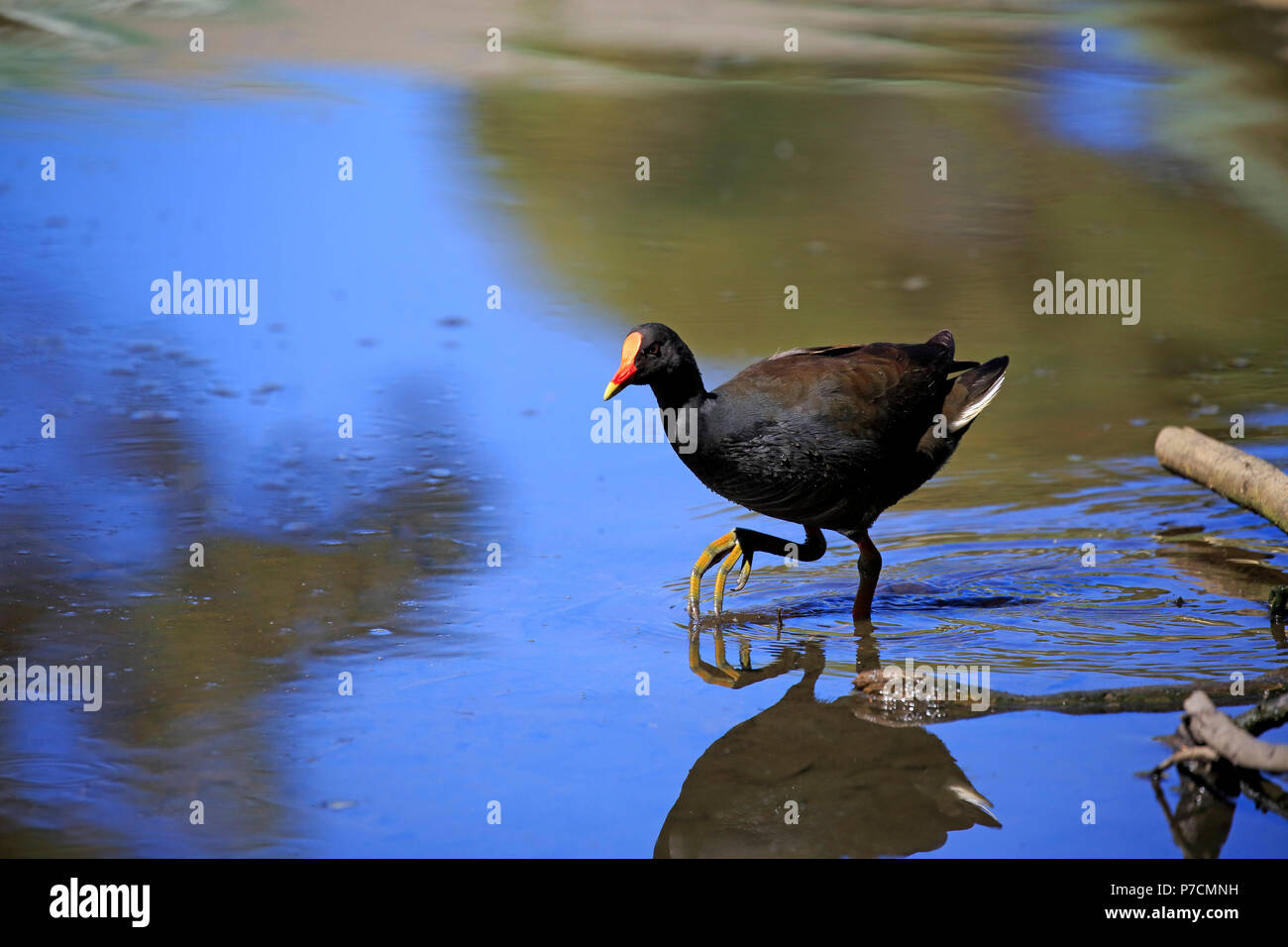 Gallinule sombre des adultes, dans l'eau, joyeux, Murramarang Nationalpark, New South Wales, Australie, (Gallinula tenebrosa) Banque D'Images
