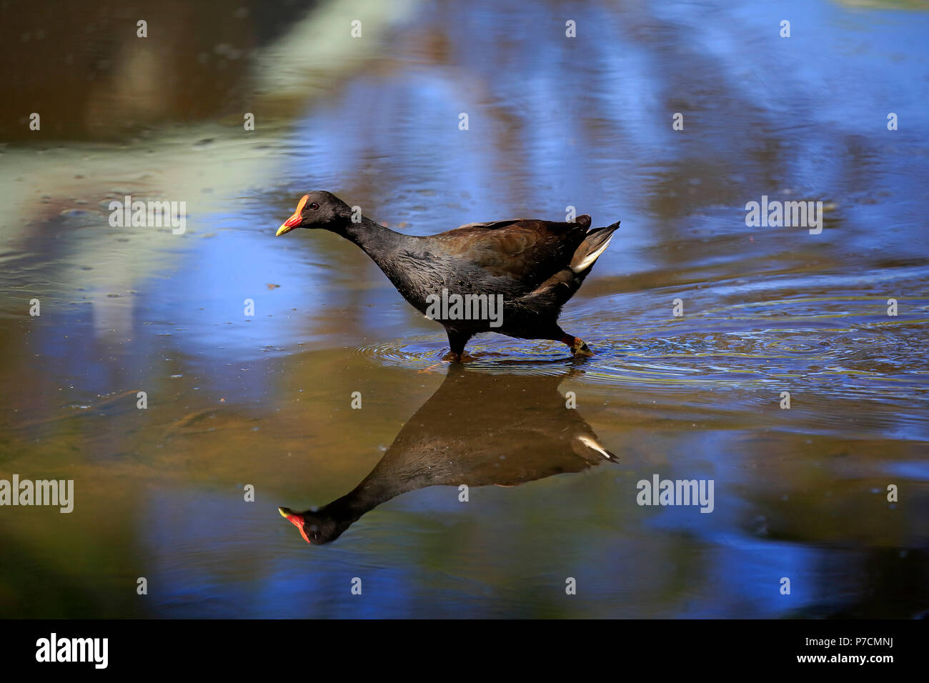 Gallinule sombre des adultes, dans l'eau, joyeux, Murramarang Nationalpark, New South Wales, Australie, (Gallinula tenebrosa) Banque D'Images