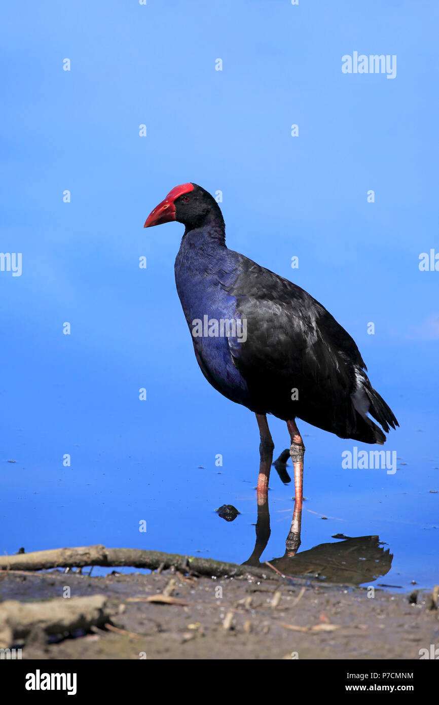 Talève Sultane talève sultane, Australasian Pukeko, des profils dans l'eau, joyeux, Murramarang Nationalpark, New South Wales, Australie, (Porphyrio porphyrio melanotus) Banque D'Images