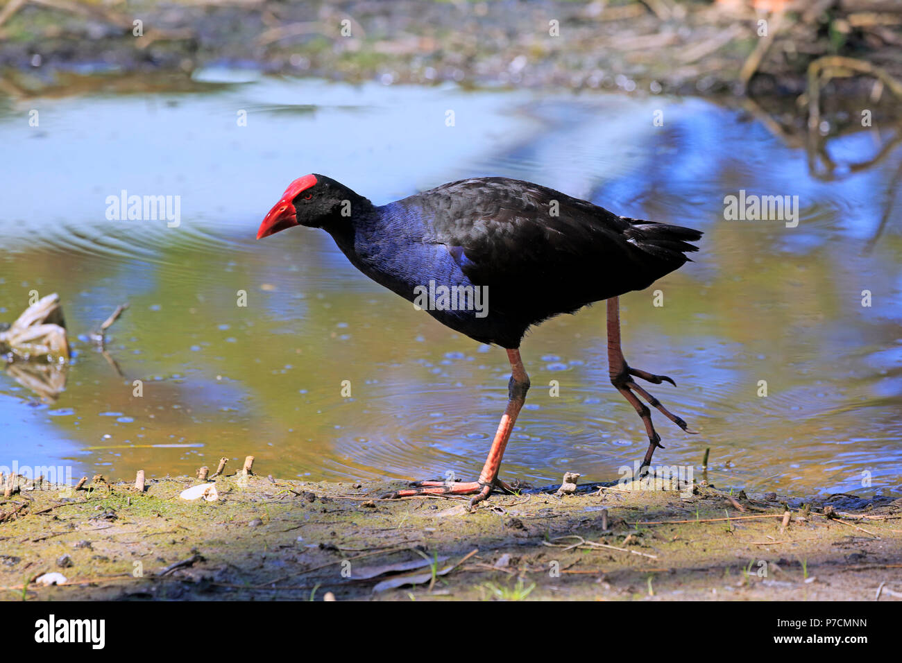 Talève Sultane talève sultane, Australasian Pukeko, des profils dans l'eau randonnée pédestre, joyeux, Murramarang Nationalpark, New South Wales, Australie, (Porphyrio porphyrio melanotus) Banque D'Images