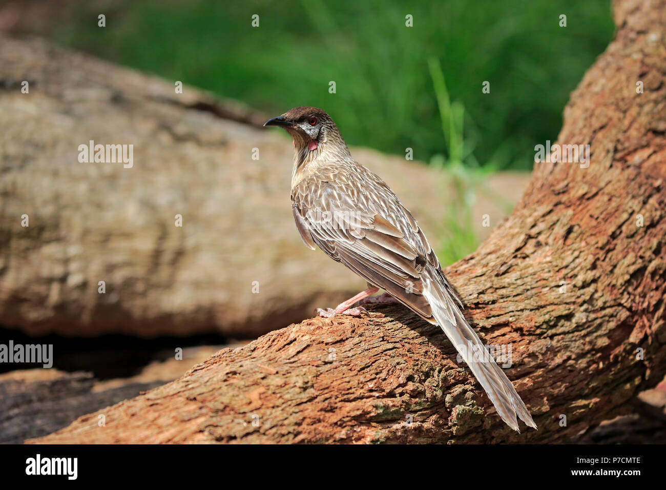 Wattlebird rouge, adulte, Cuddly Creek, Australie du Sud, Australie, (Anthochaera carunculata) Banque D'Images