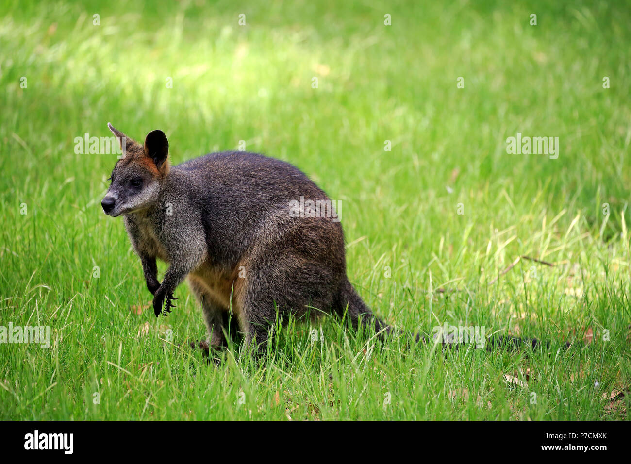 Bicolores, Mount Lofty, Australie du Sud, Australie, (Wallabia bicolor) Banque D'Images