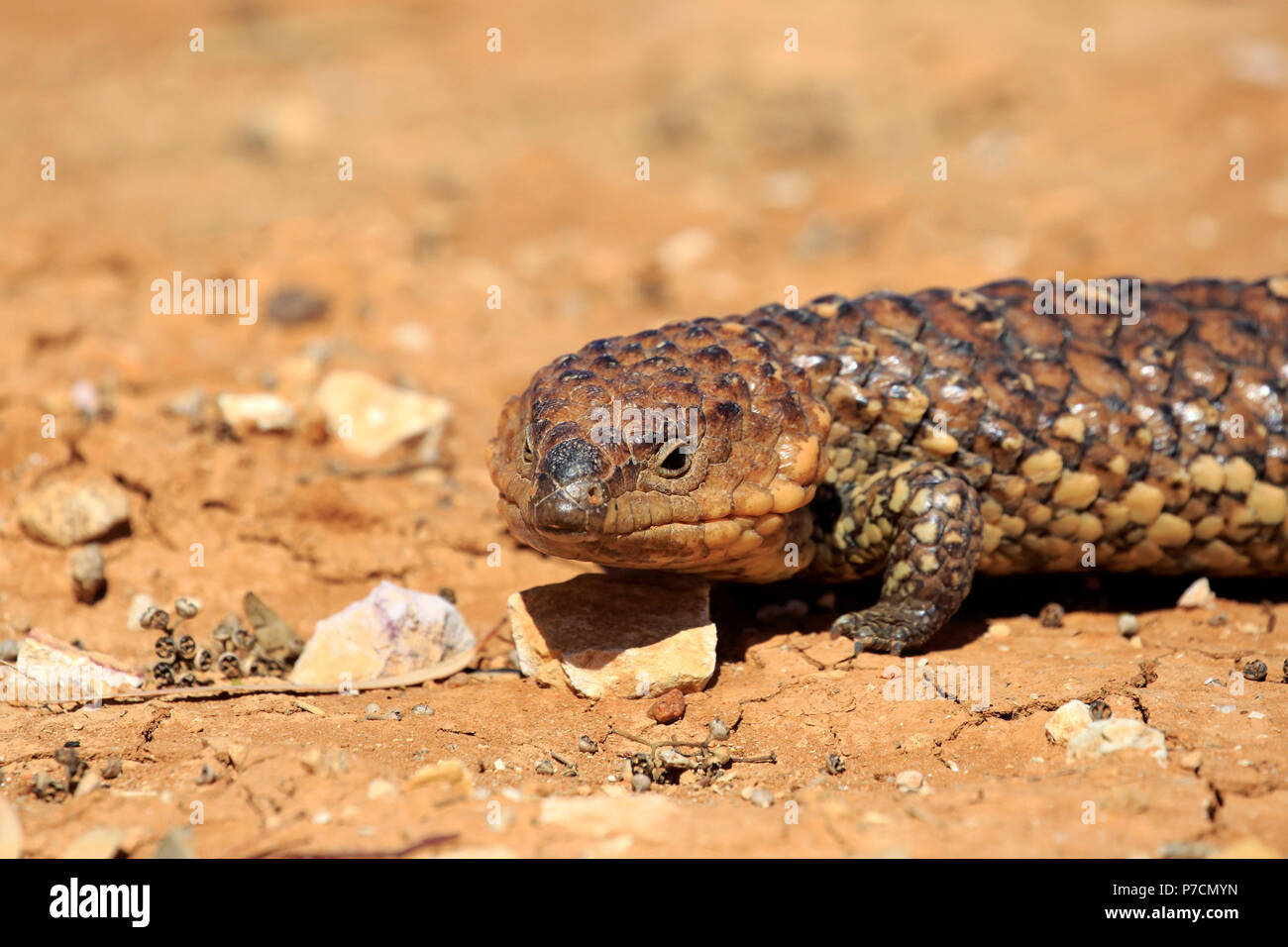 Tiliqua rugosa, retour du bardeau, lézard bobtail, portrait adultes, Sturt Nationalpark, New South Wales, Australie, (Tiliqua rugosa) Banque D'Images