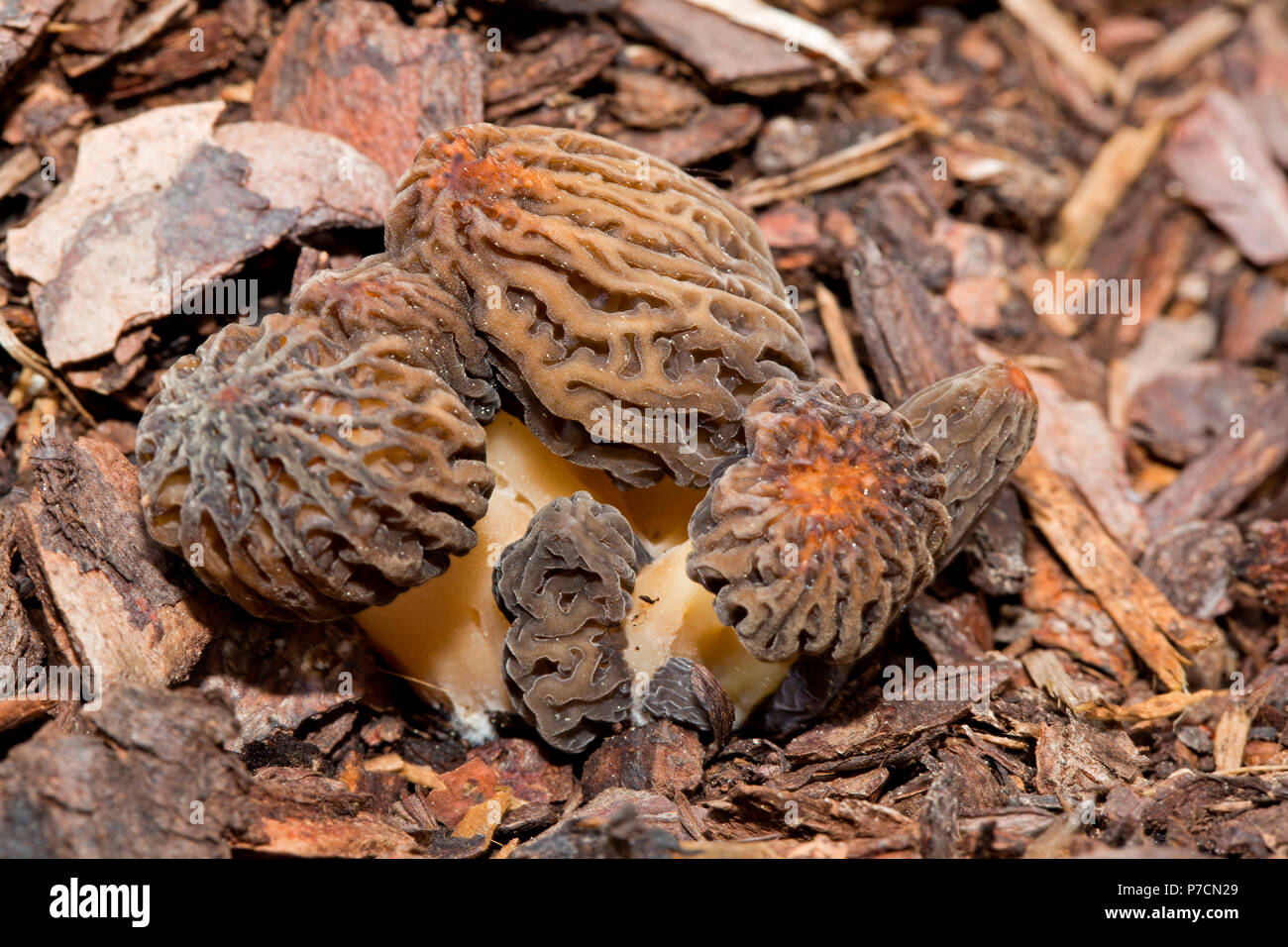 Morilles noires, (Morchella conica) Banque D'Images