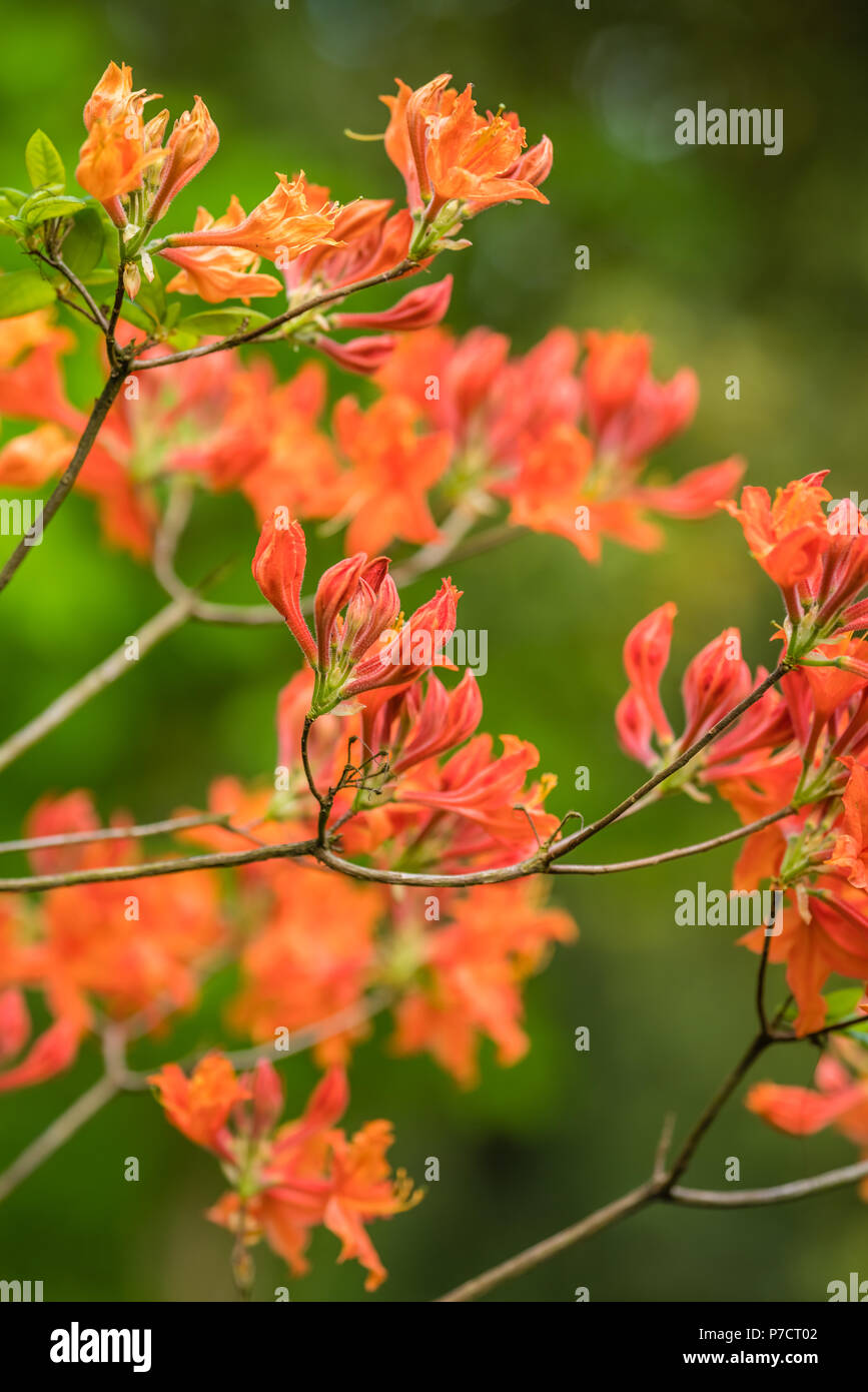 Azalea fleurs rouge et orange sur les branches d\u0027un arbre au printemps en fleurs
