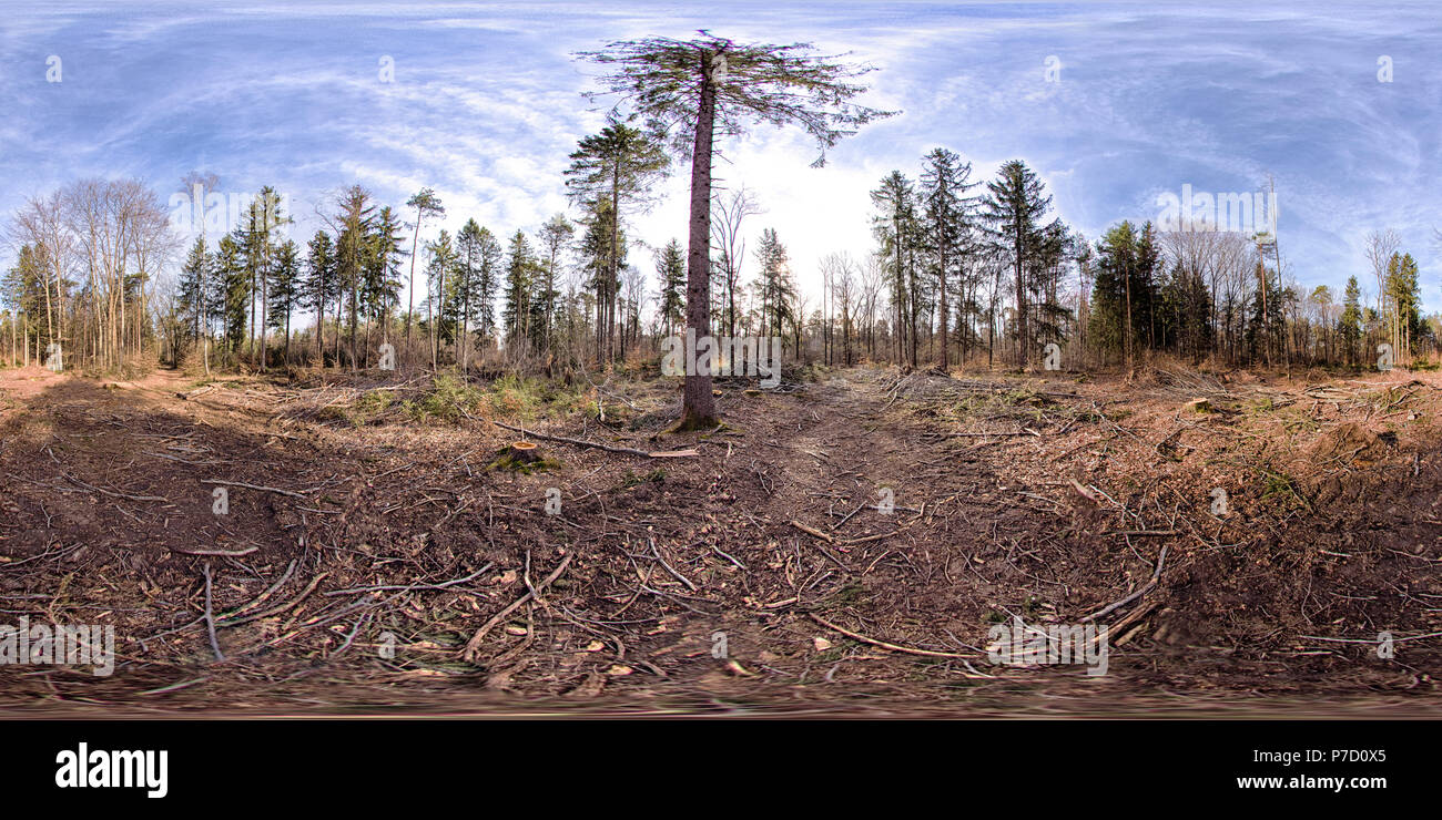 Un panorama sphérique 360 degrés dans la forêt Banque D'Images