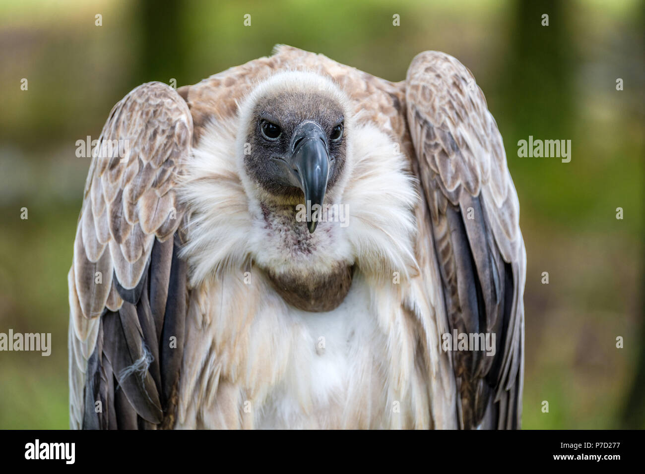 Portrait de la frontale vautour blanc Banque D'Images