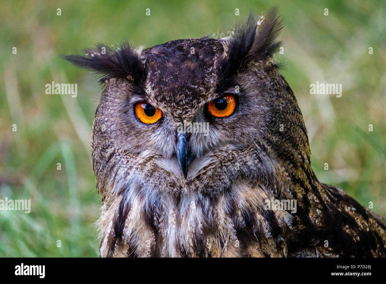 Portrait du Grand Duc. L'un des plus grands d'Amérique dans le monde. Banque D'Images