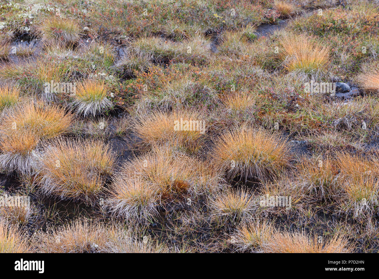 Les herbes poussent dans un paysage marécageux dans une montagne à l'automne, le Parc National de Rondane, Norvège Banque D'Images