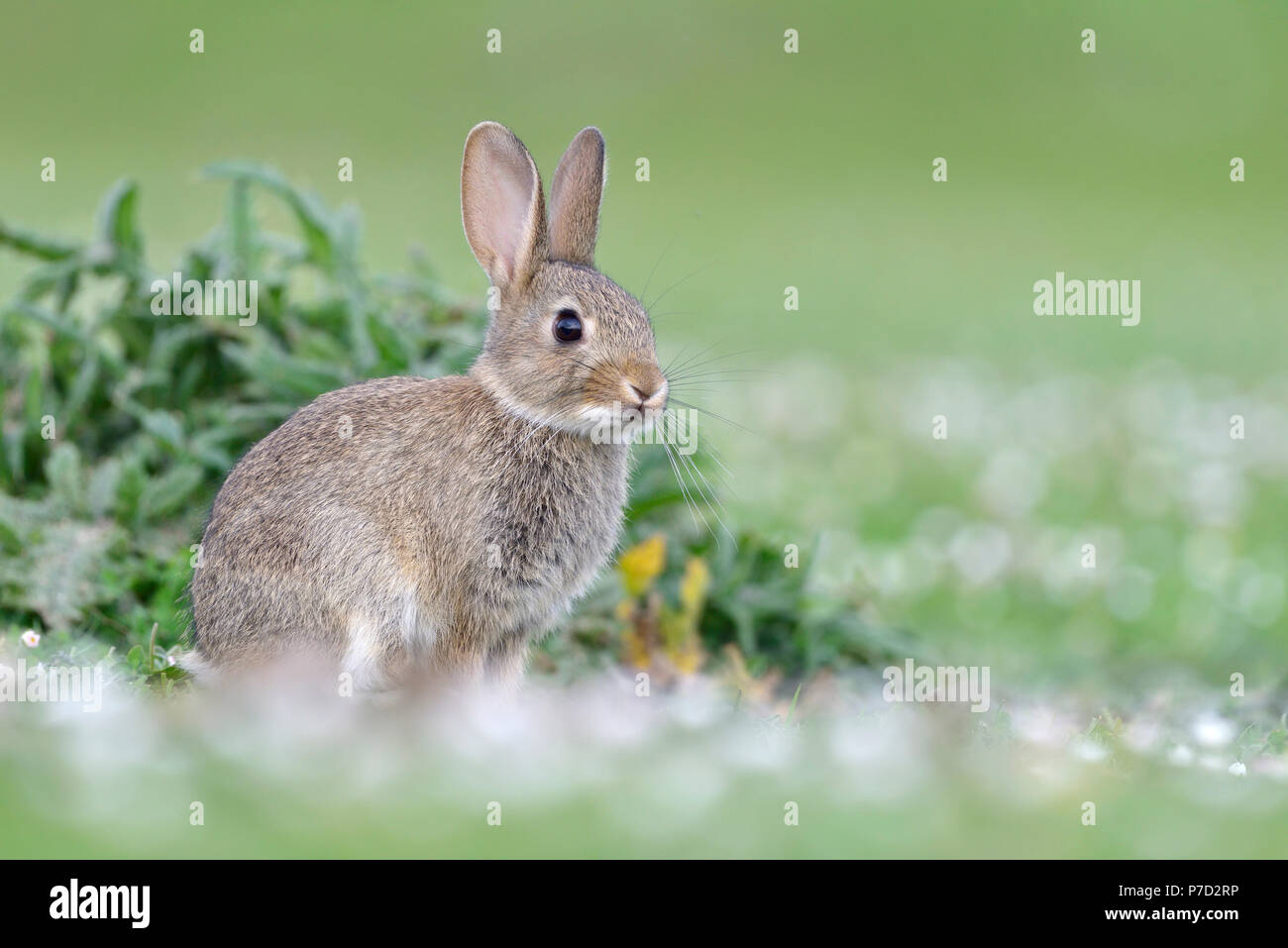 Jeune lapin (Oryctolagus cuniculus) est situé en face de sa tanière, île de Skye, Écosse Banque D'Images