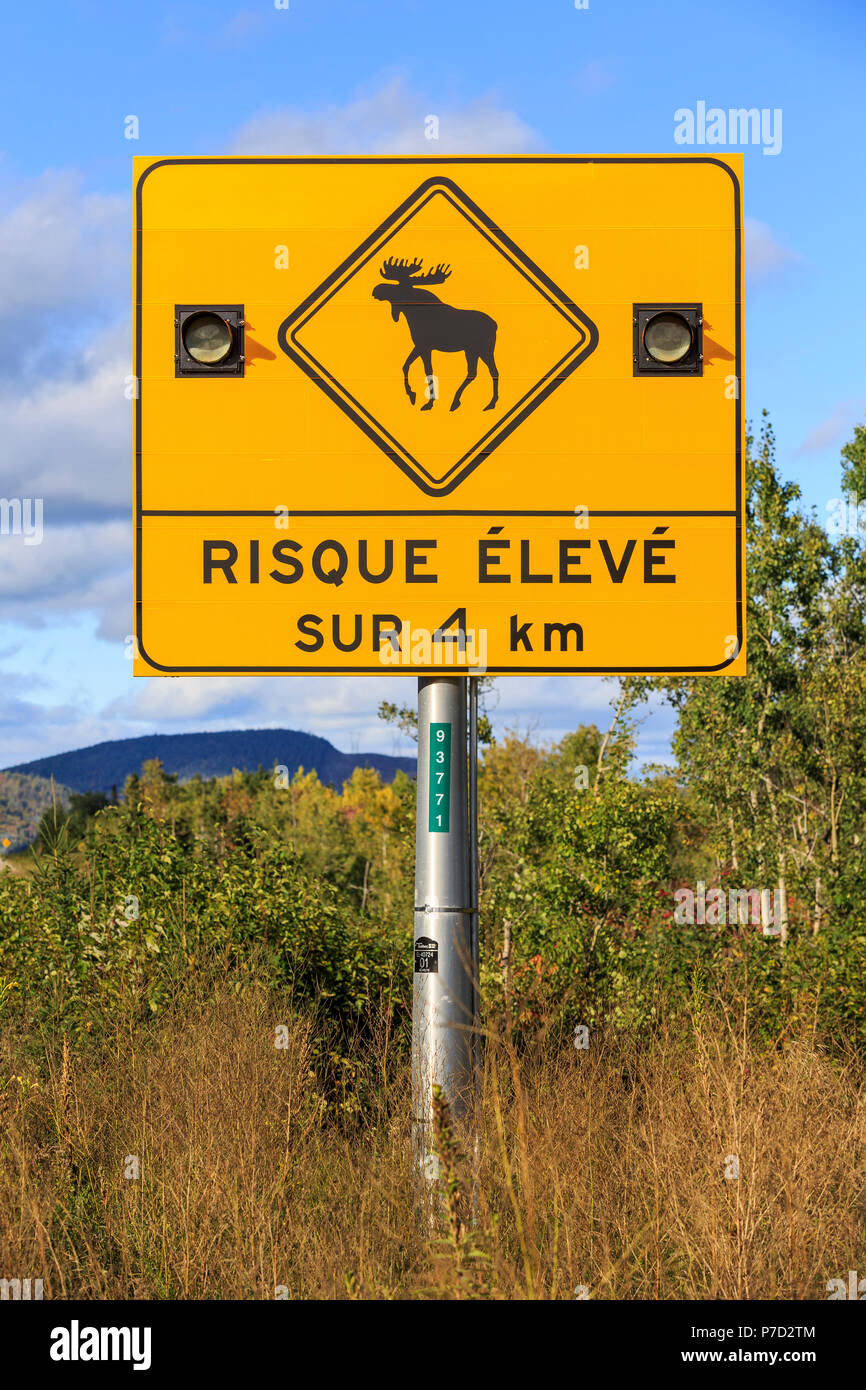 Inscrivez-vous avertit de l'orignal qui traversent la route, Route 138, Québec, Canada Banque D'Images