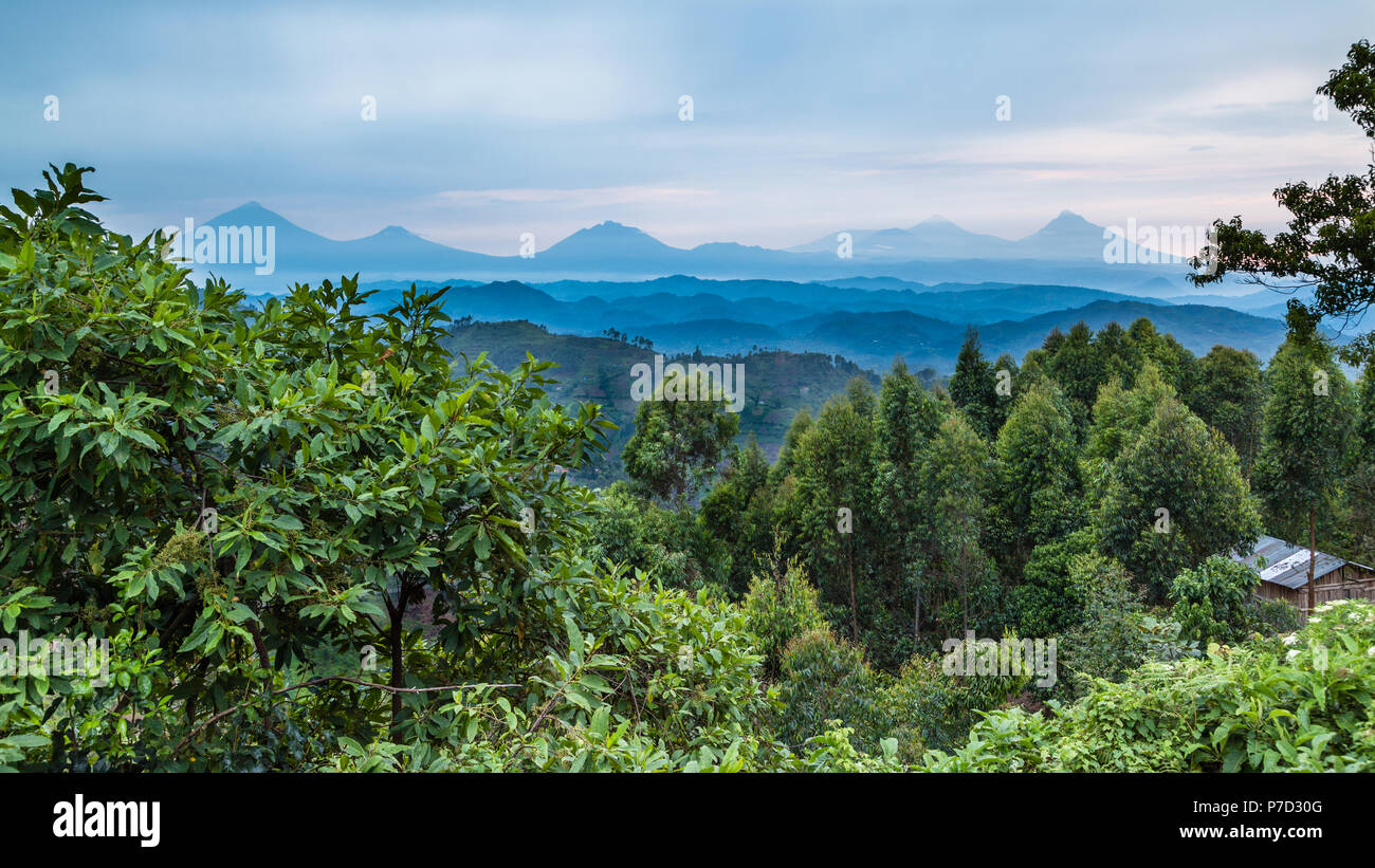 Forêt tropicale, collines de l'Afrique centrale, volcans Virunga dans l'arrière-plan, la forêt impénétrable de Bwindi, en Ouganda Banque D'Images
