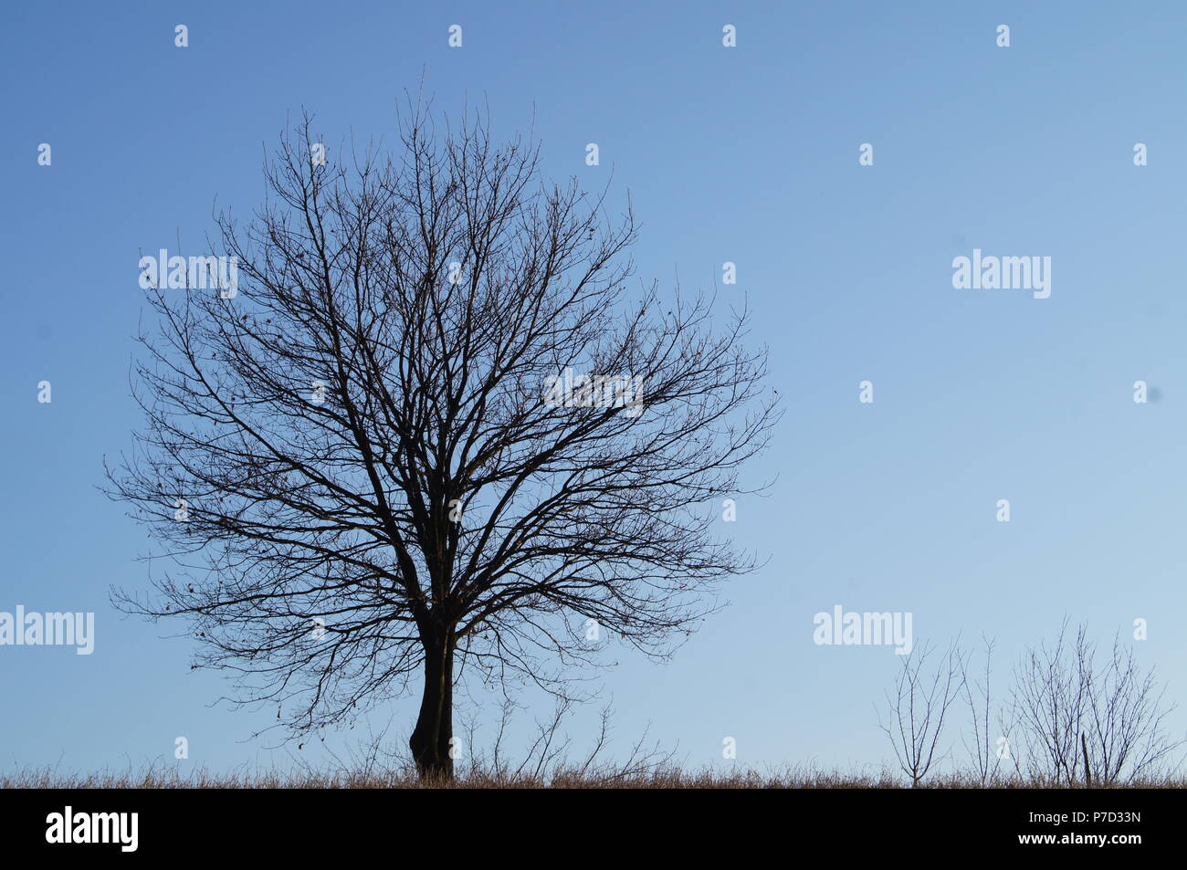 bois Banque D'Images