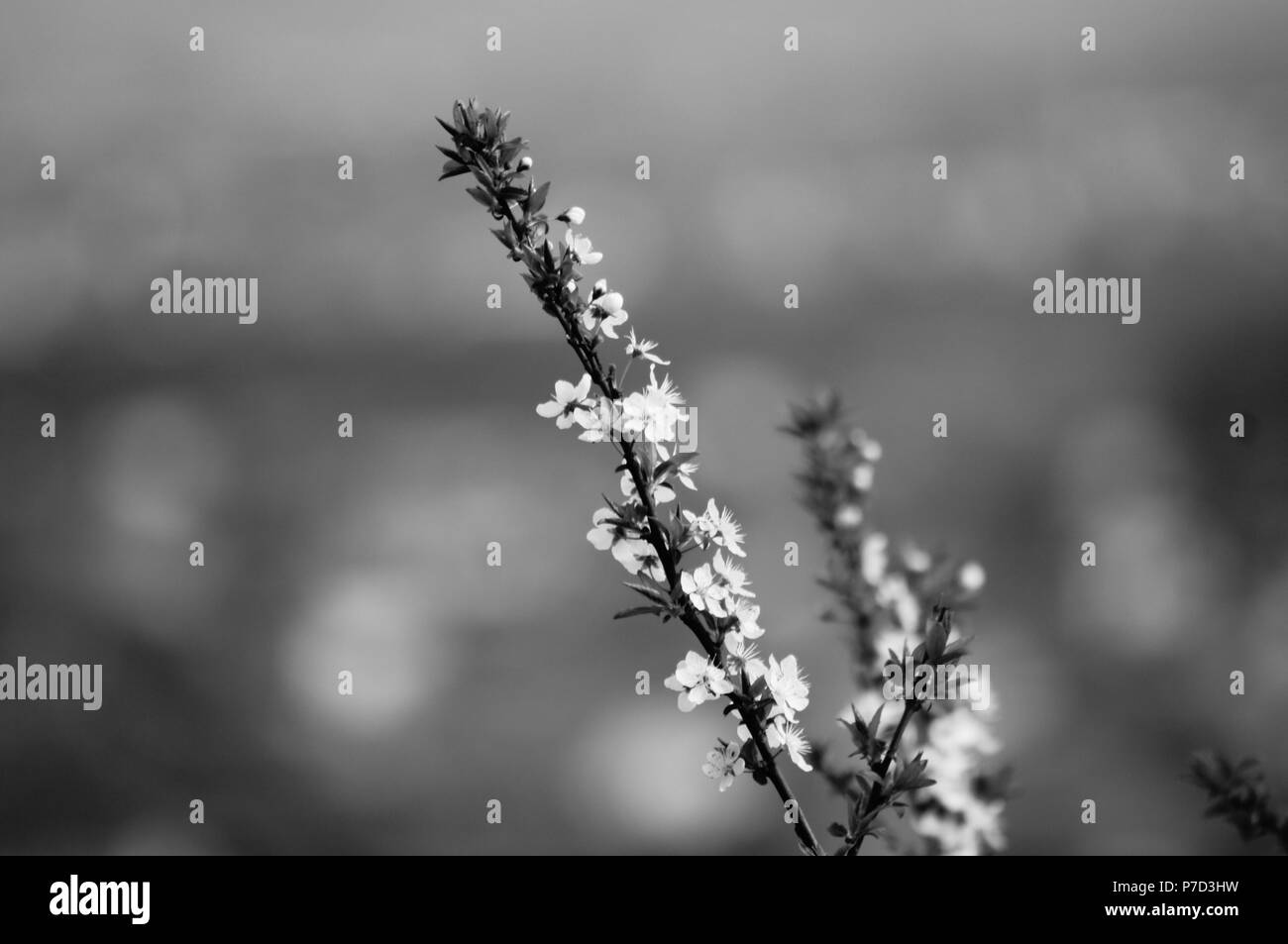 Behar Banque D'Images